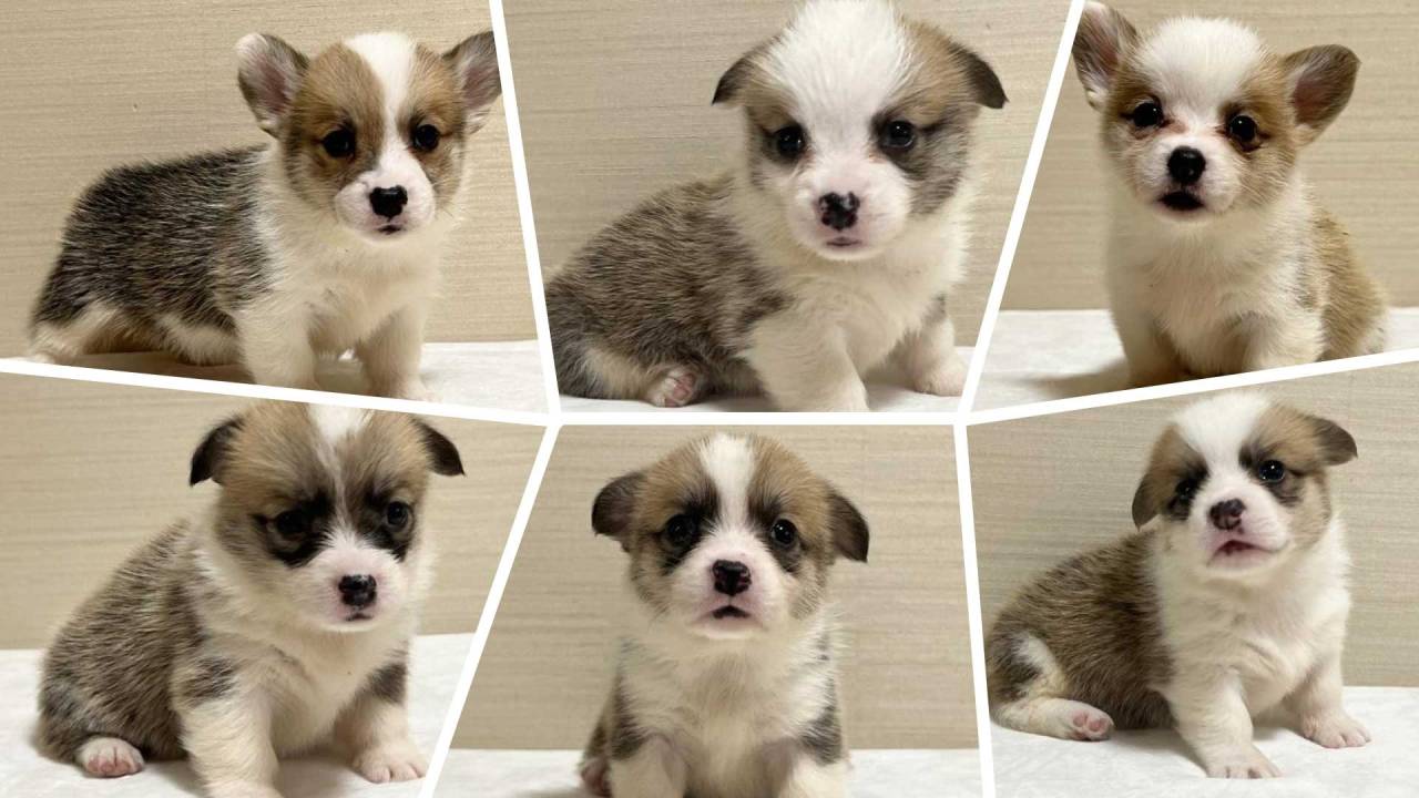 コーギーちゃん！お迎え後のご報告！！ | ブログ | 茨城県でブリーダー