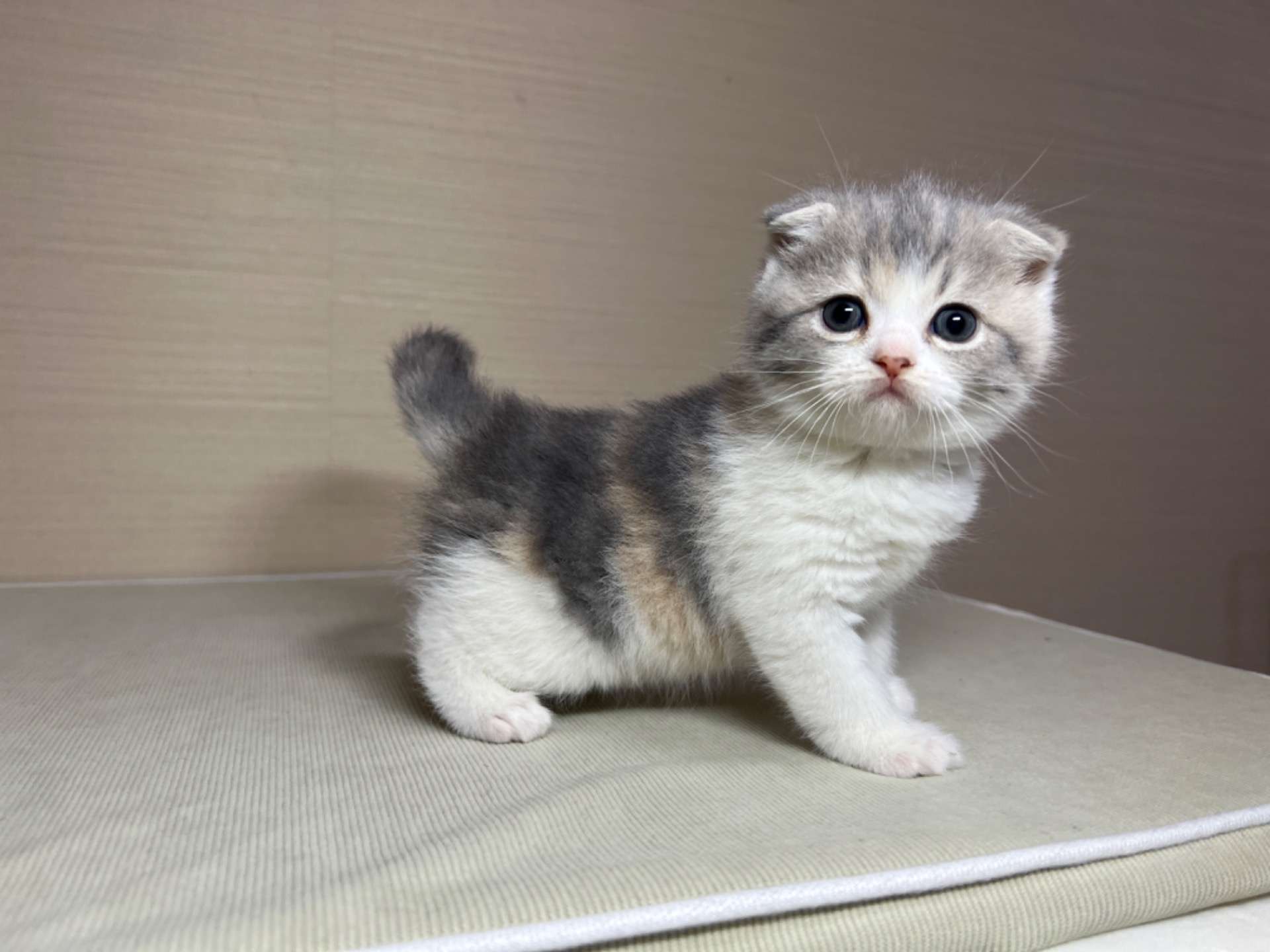 スコティッシュフォールド(11/24生) | 子猫一覧 | 茨城県でブリーダー