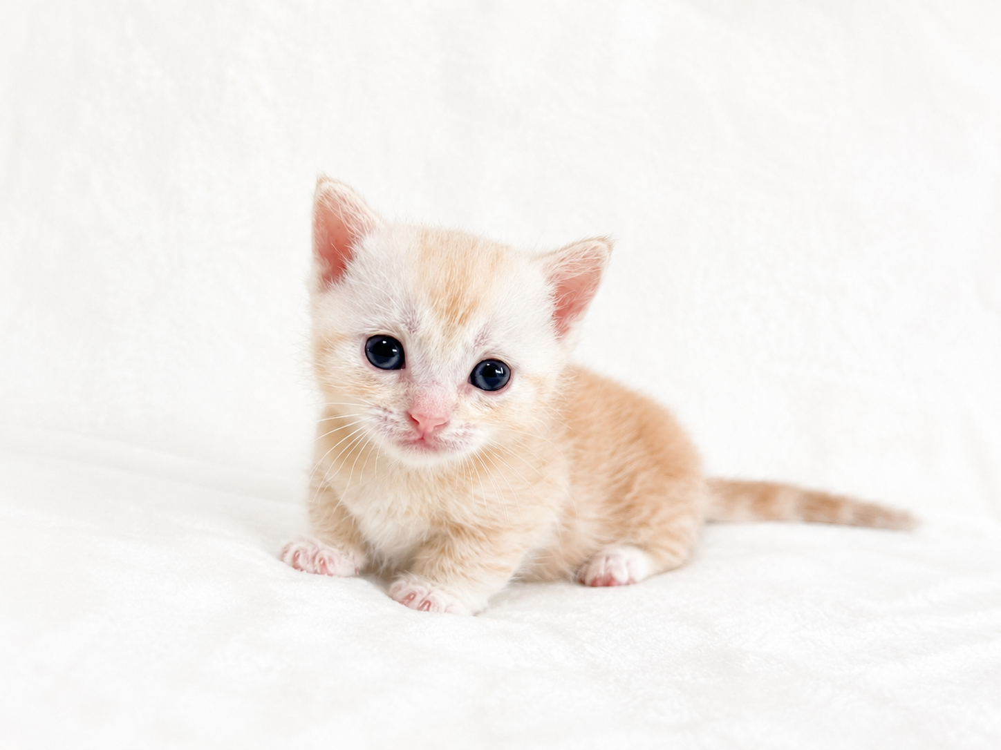 マンチカンです。 マンチカン(5/15)短足 | 子猫一覧 | 茨城県でブリーダーならSUZUKI BREEDER