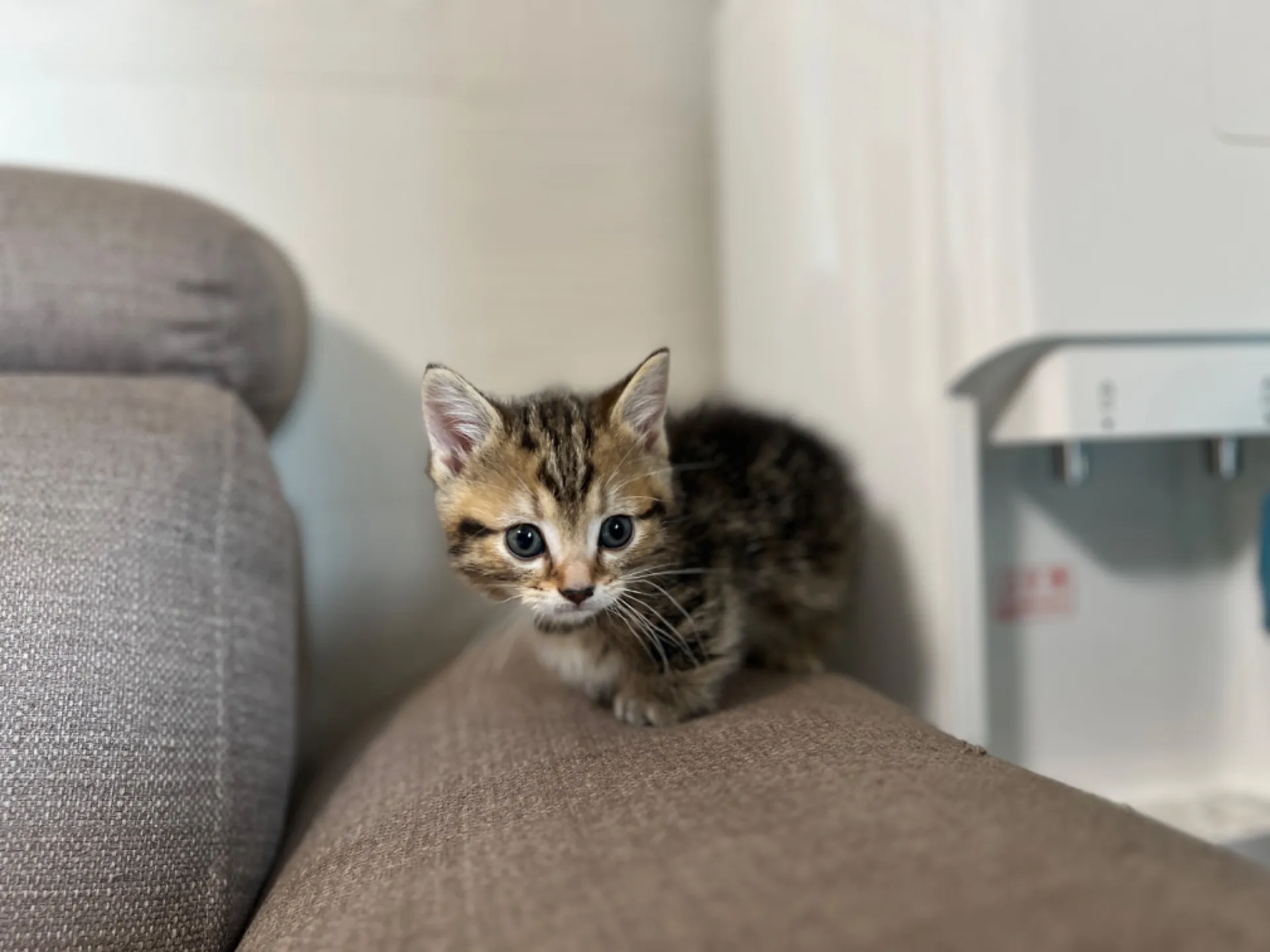 マンチカン(3/20生)