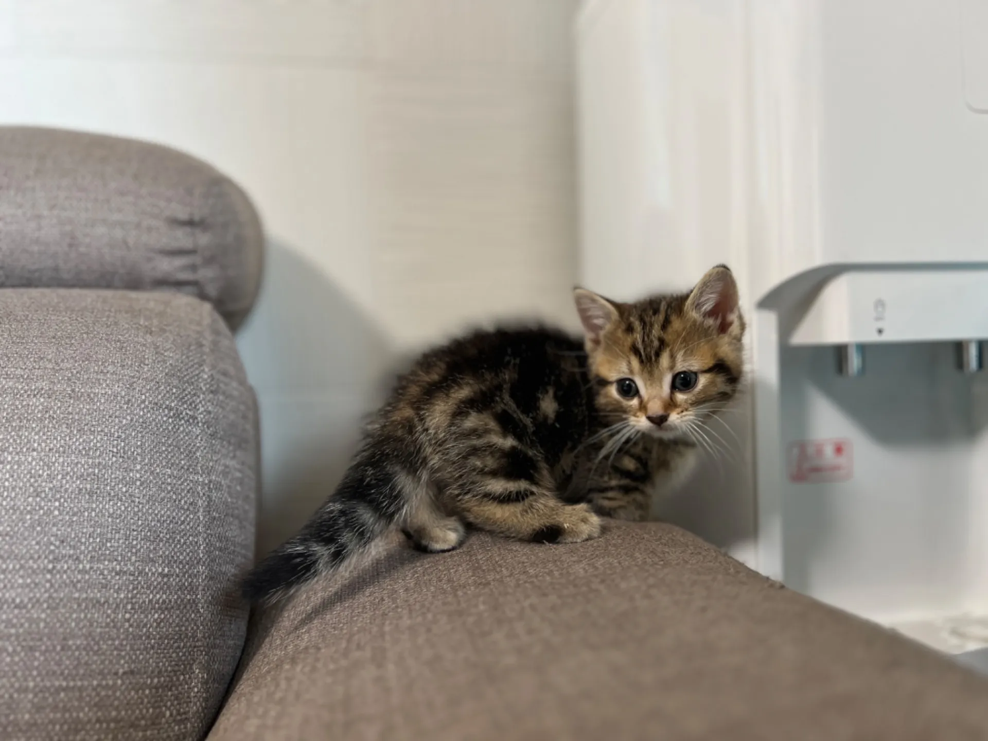 マンチカン(3/20生)