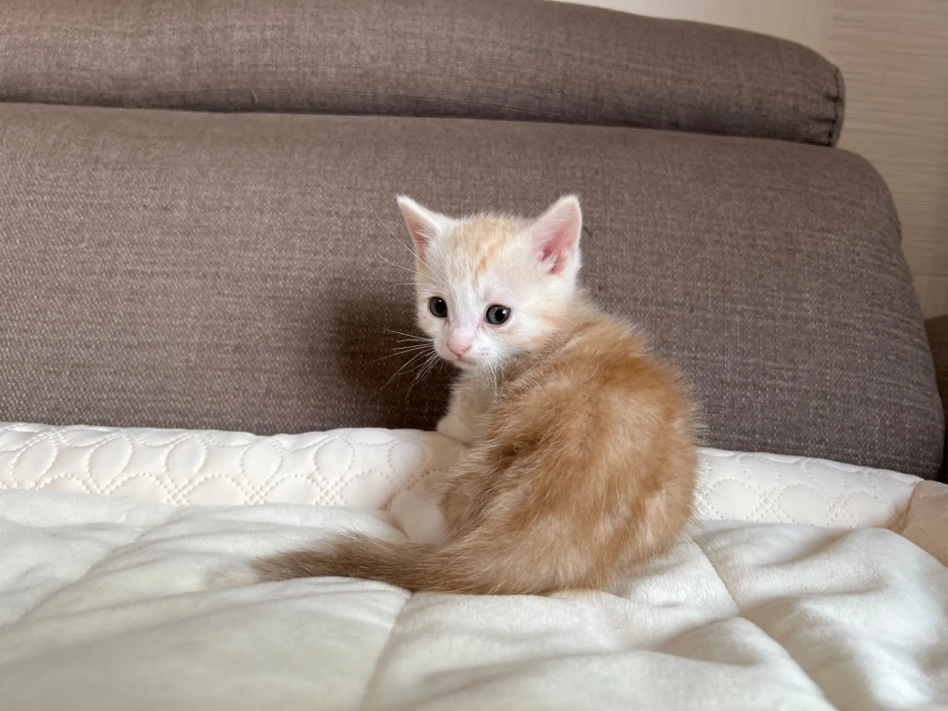 マンチカン(3/20生)