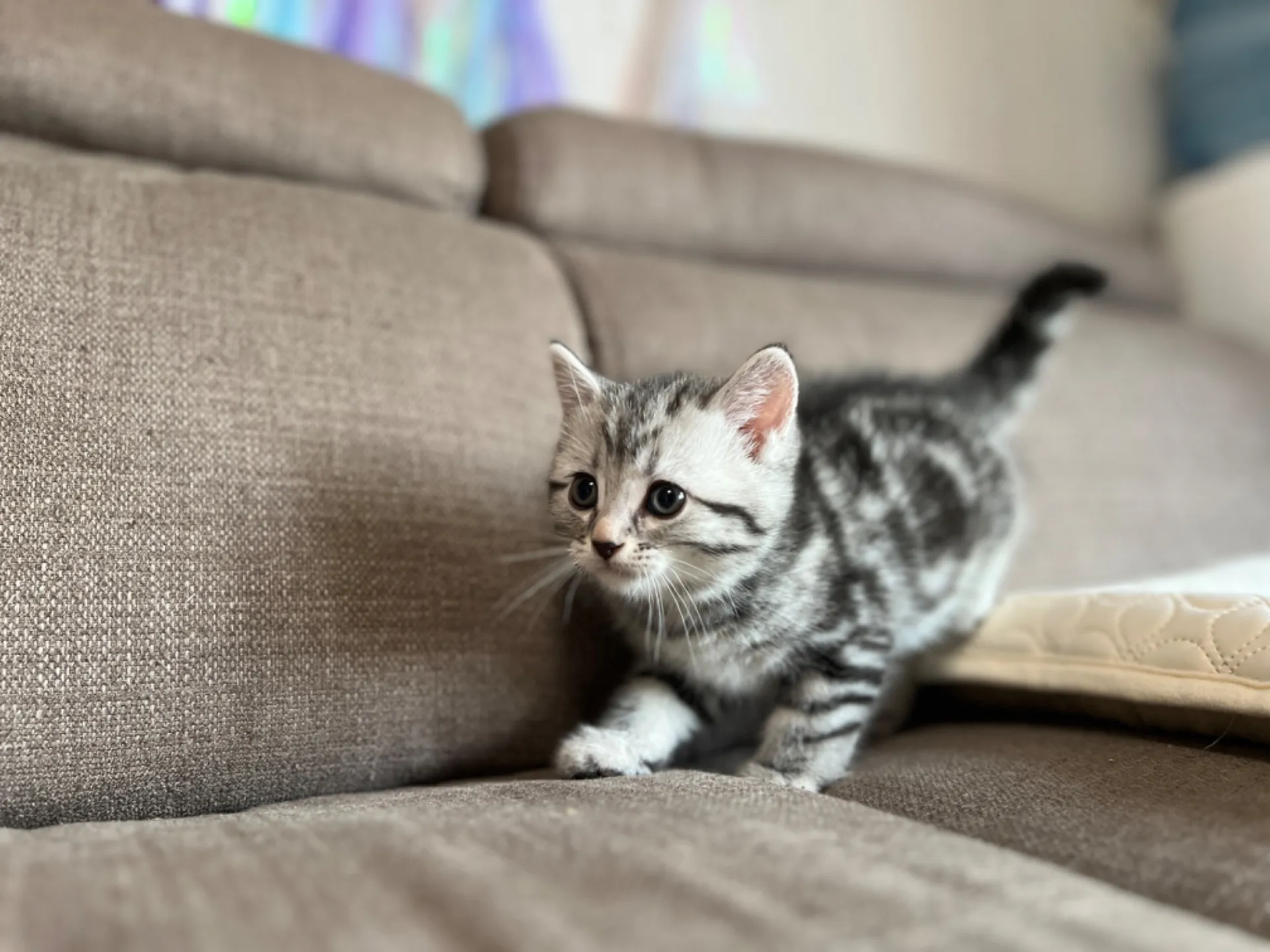 マンチカン(3/20生)