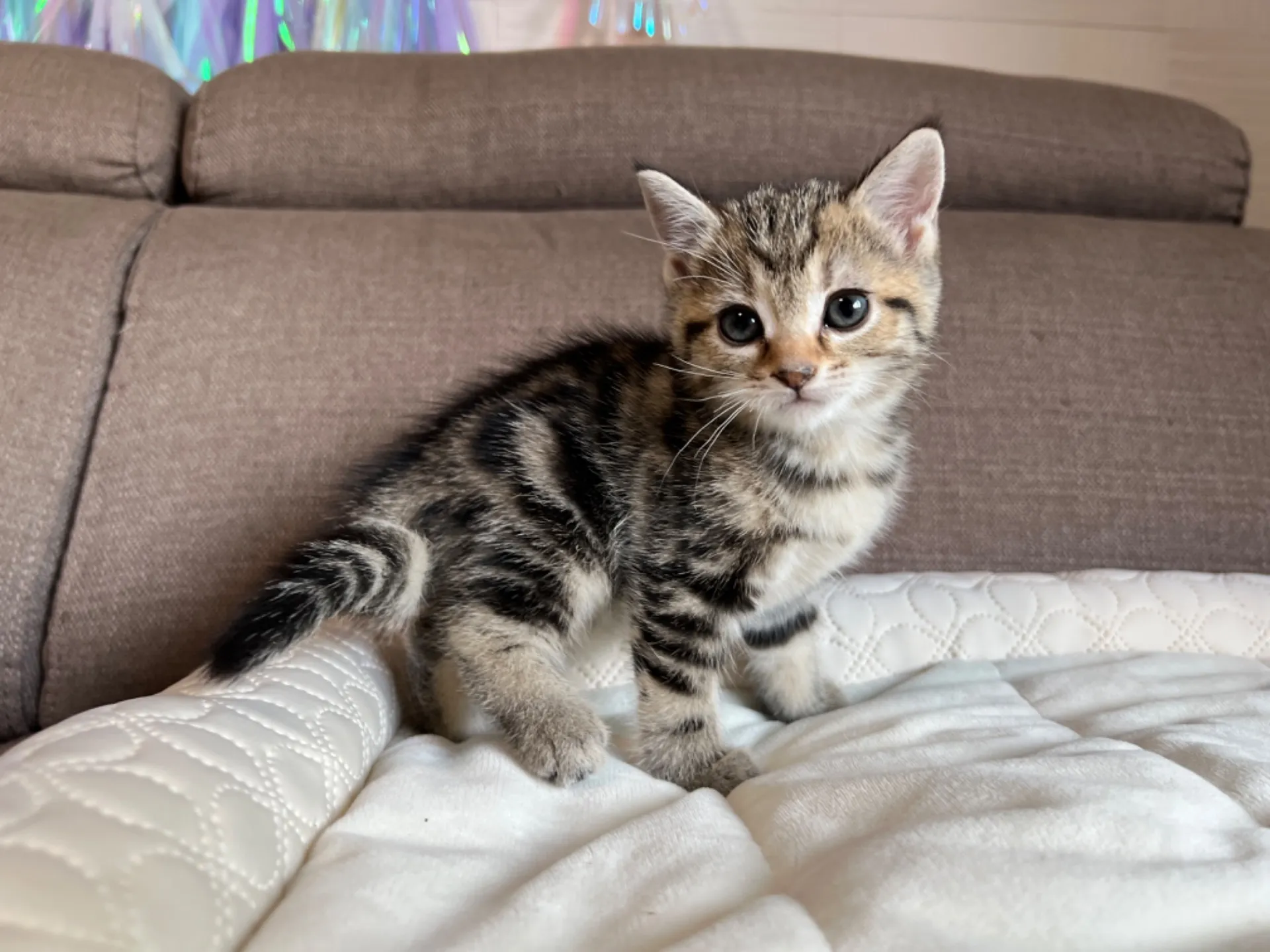 マンチカン(3/20生)