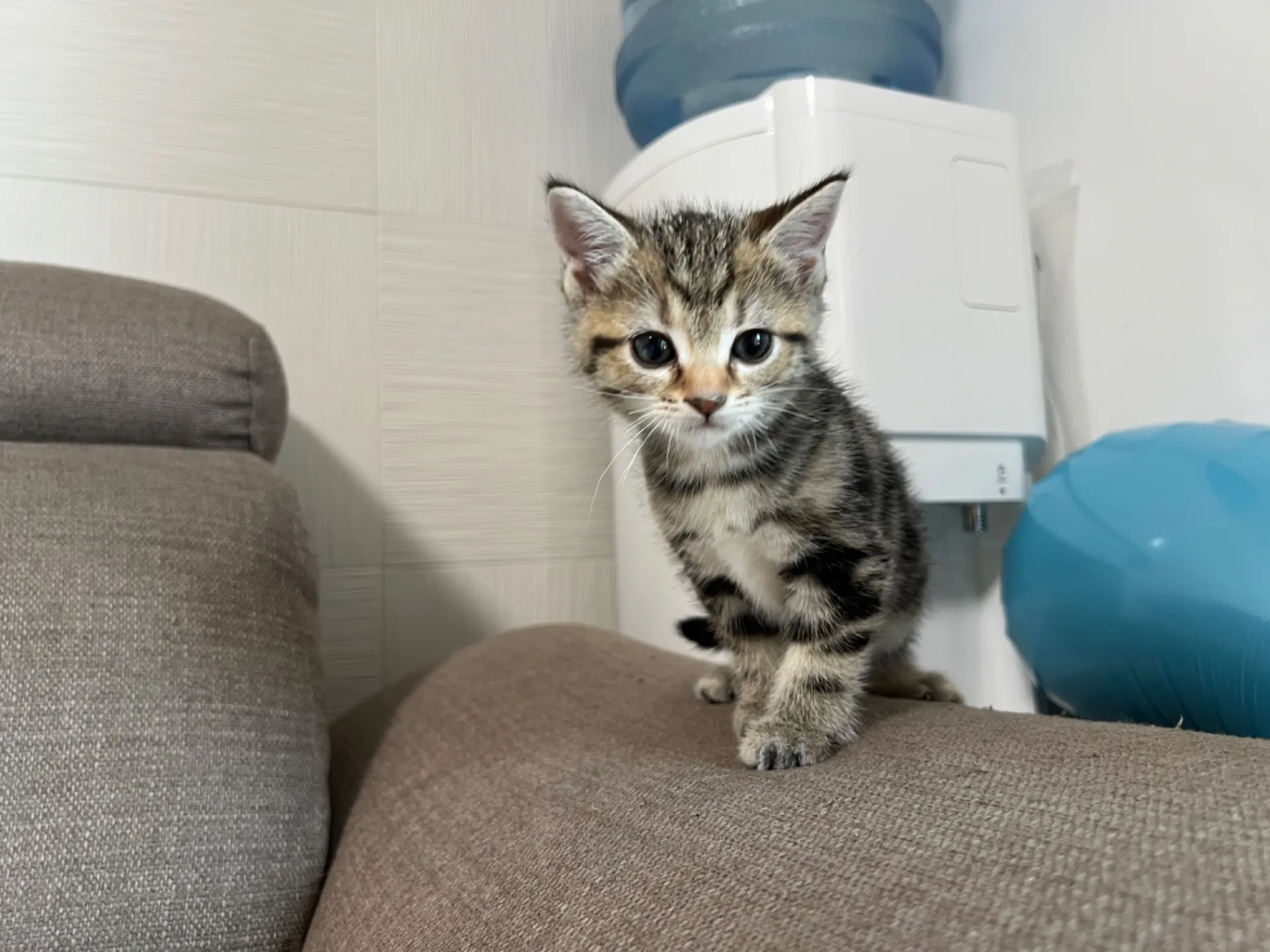 マンチカン(3/20生)