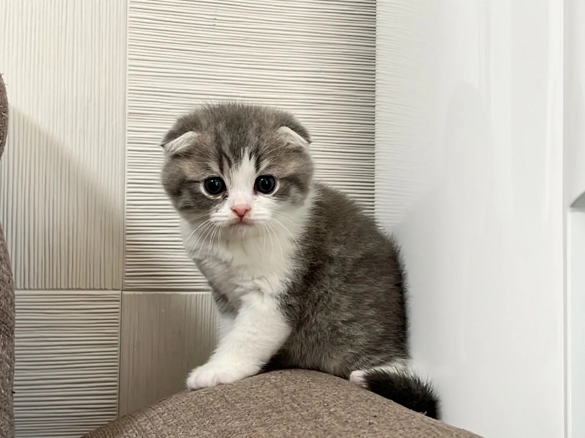 スコティッシュフォールド(3/22生)