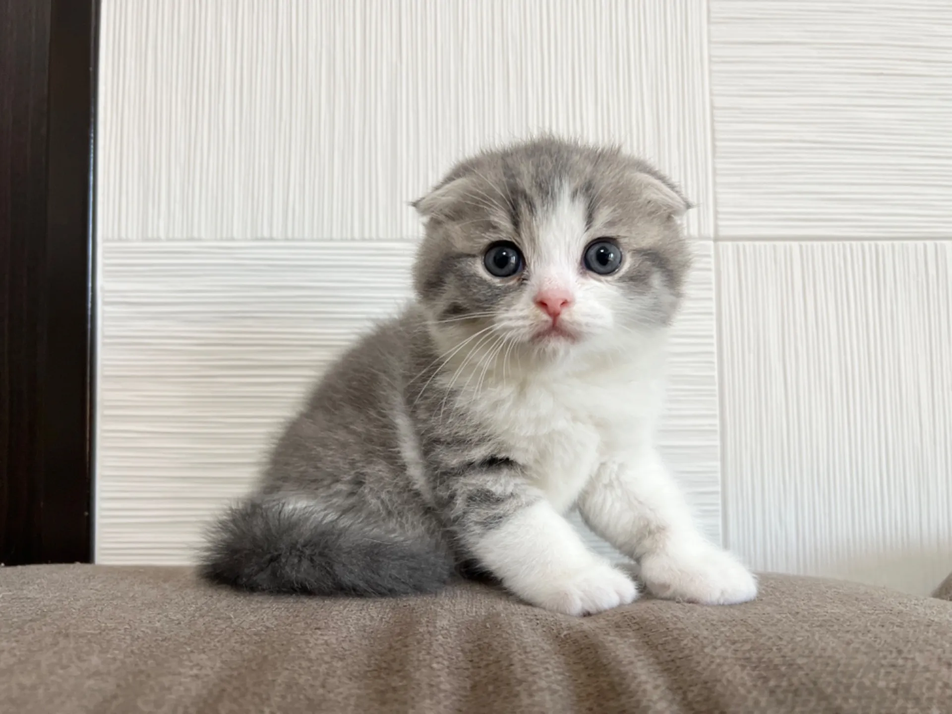 スコティッシュフォールド(3/22生)