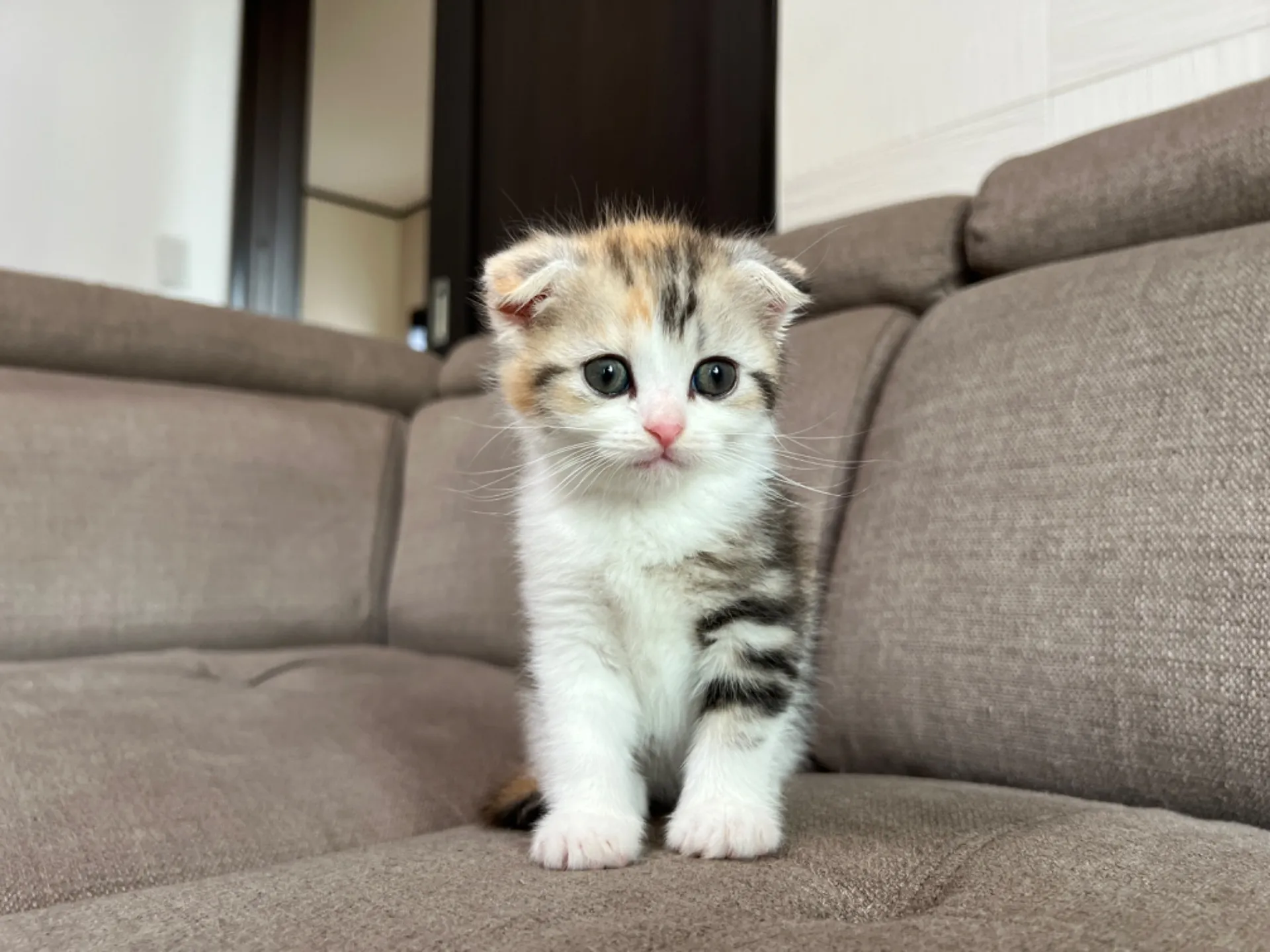 スコティッシュフォールド(4/19)