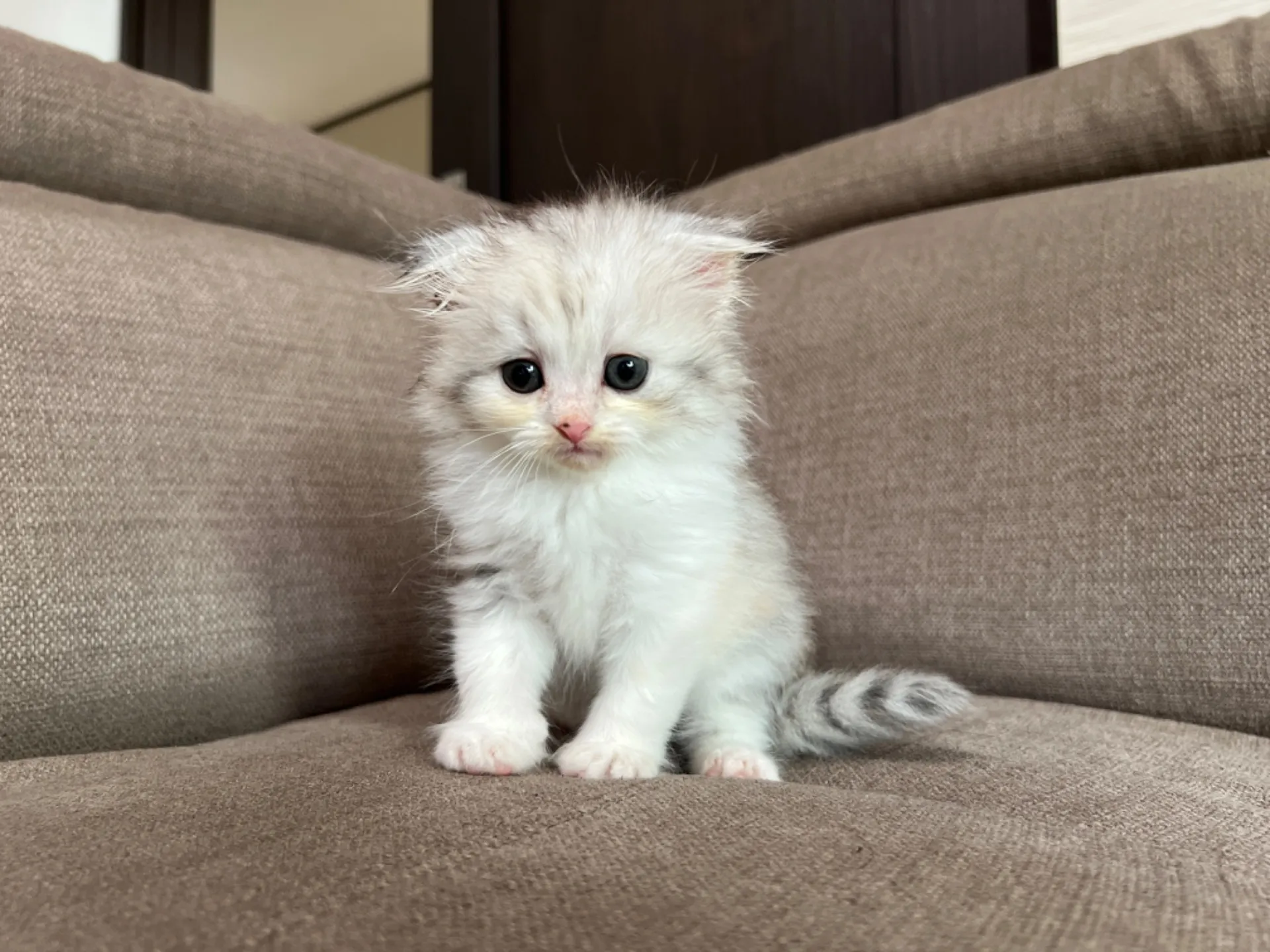 スコティッシュフォールド(4/19)