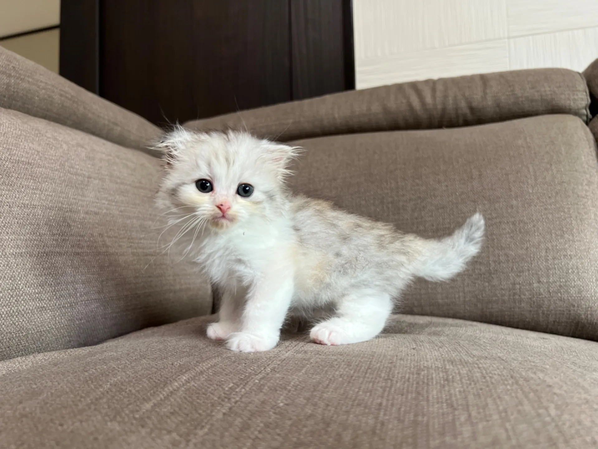 スコティッシュフォールド(4/19)