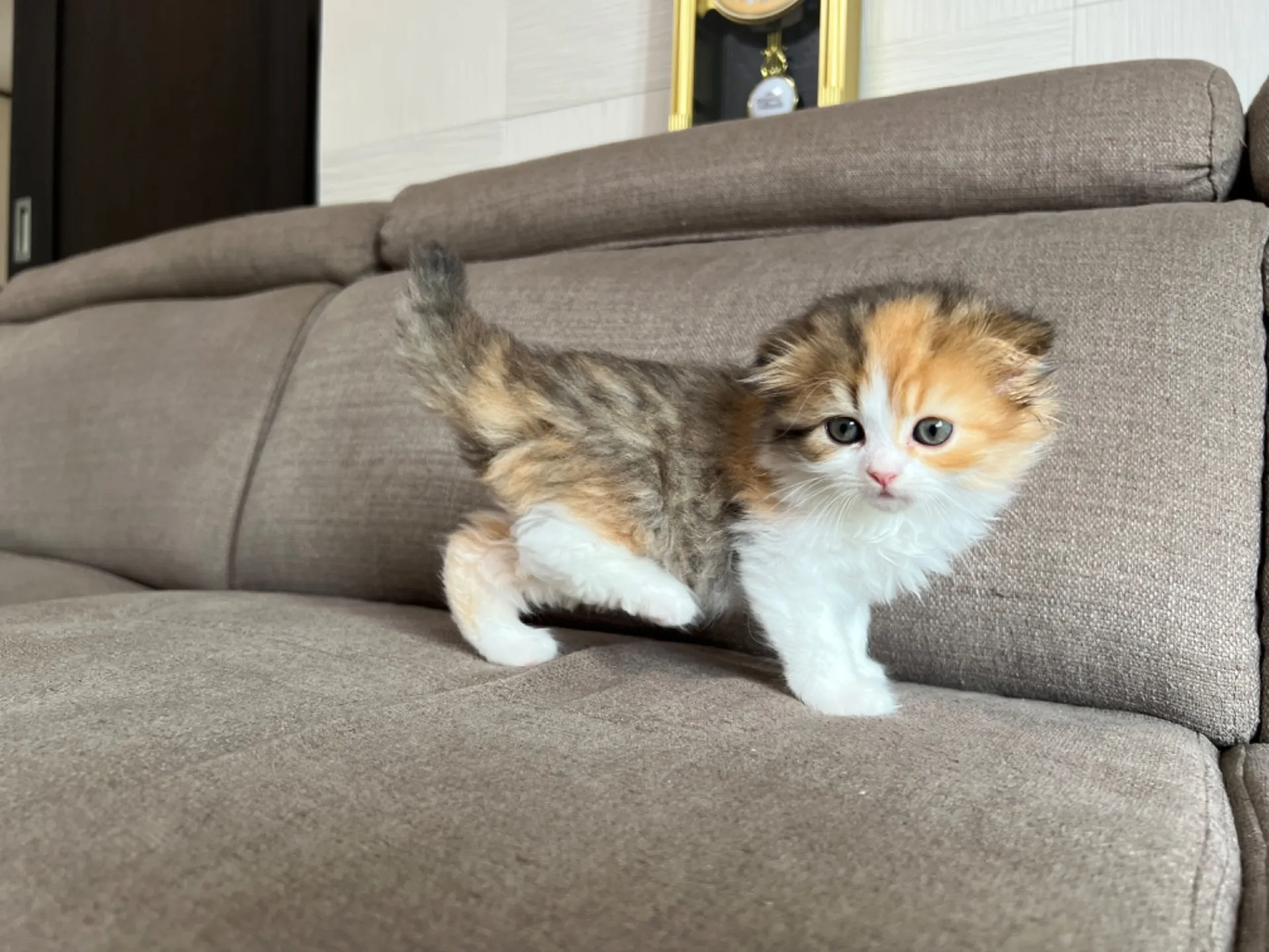 スコティッシュフォールド(4/19)