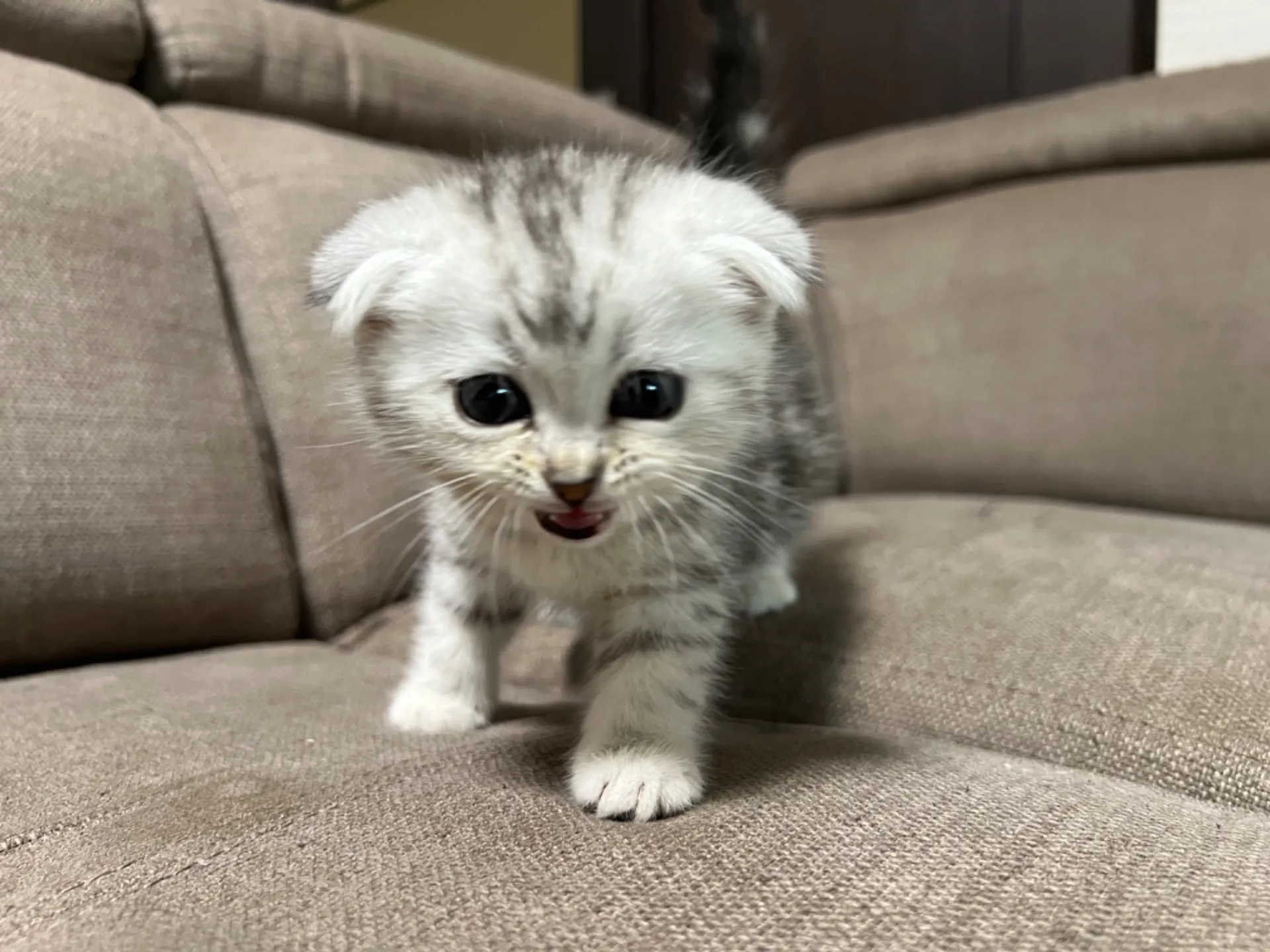 スコティッシュフォールド(4/17)