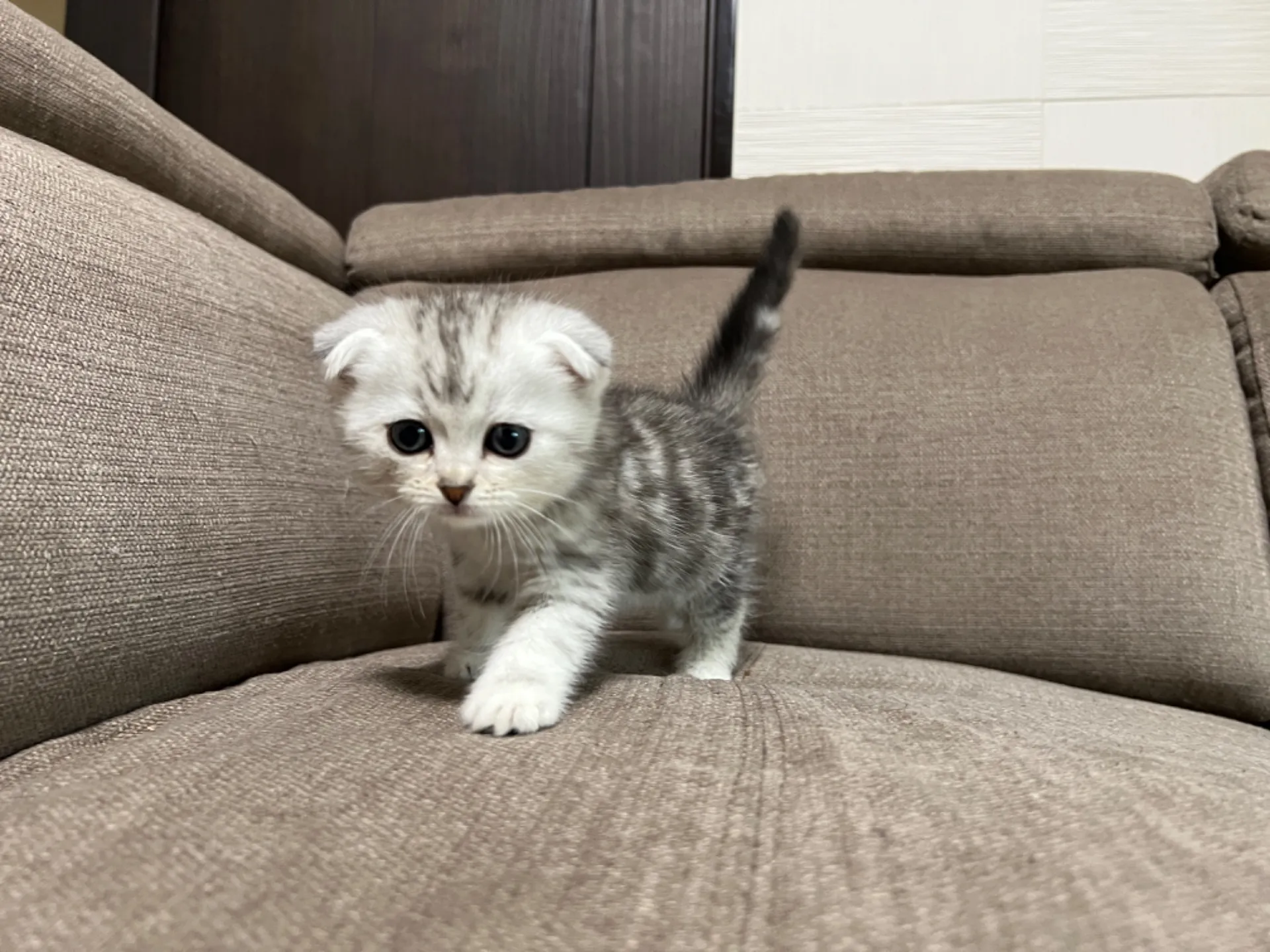 スコティッシュフォールド(4/17)