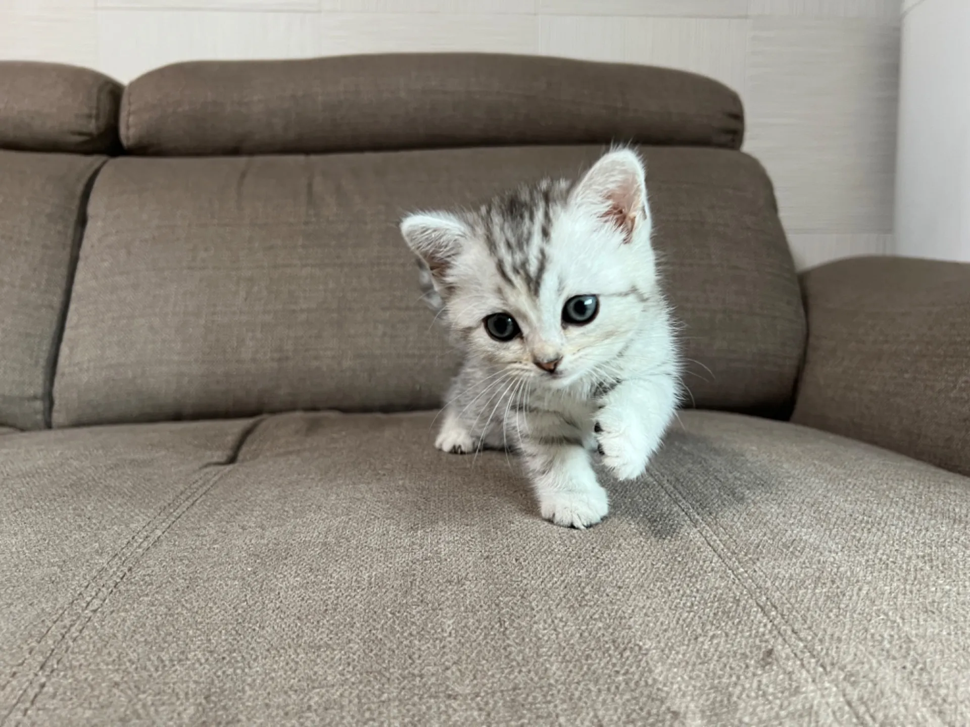 スコティッシュフォールド(4/17)