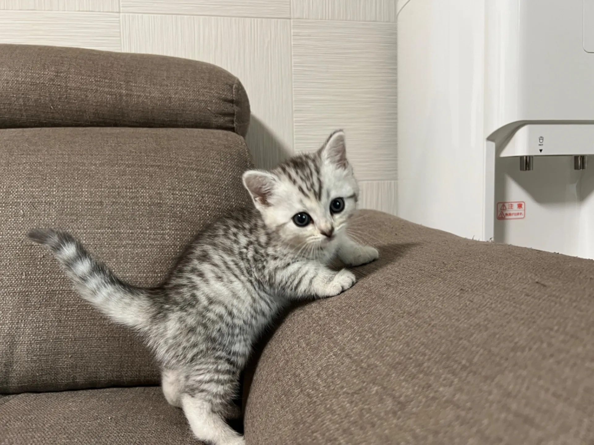 スコティッシュフォールド(4/17)