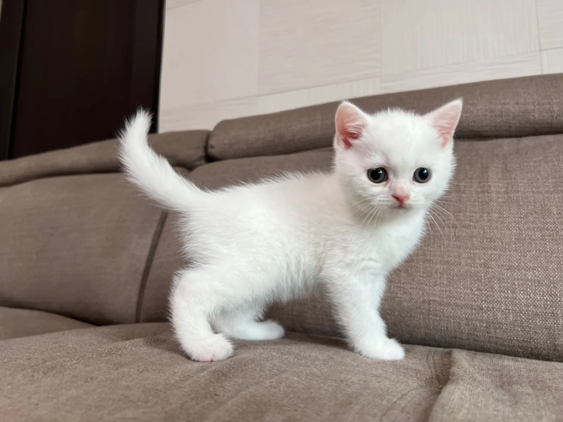 スコティッシュフォールド(5/1)