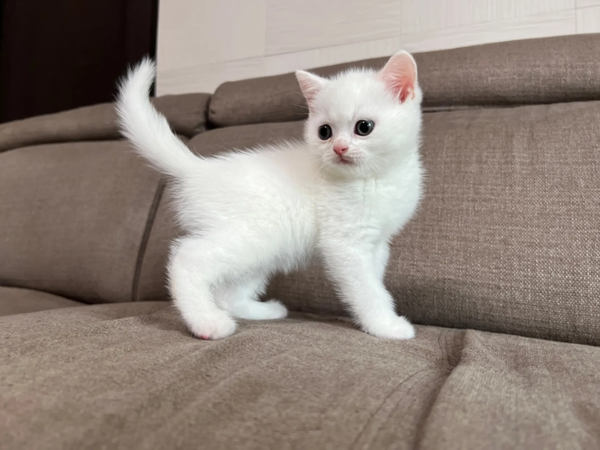 スコティッシュフォールド(5/1)