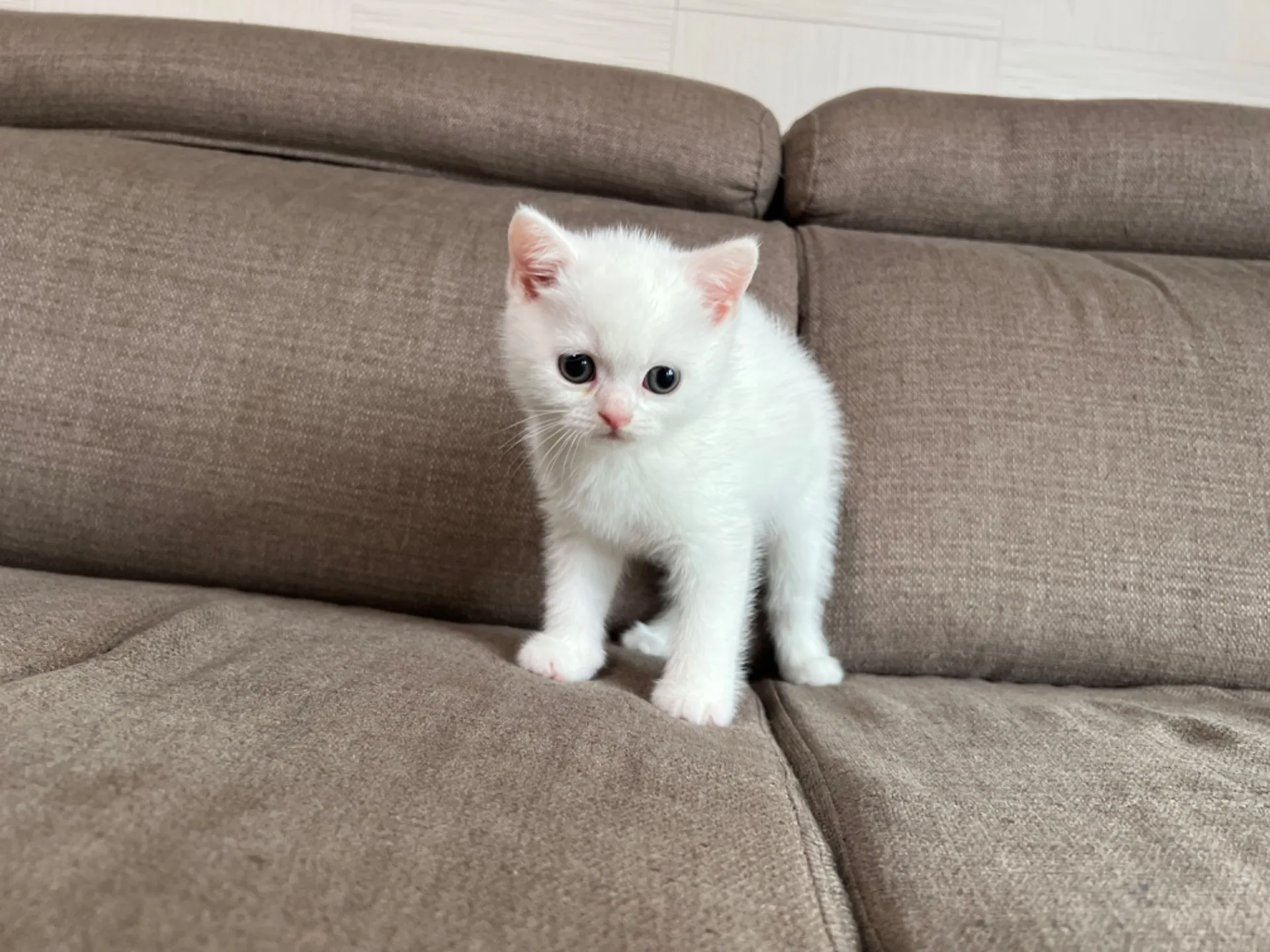 スコティッシュフォールド(5/1)