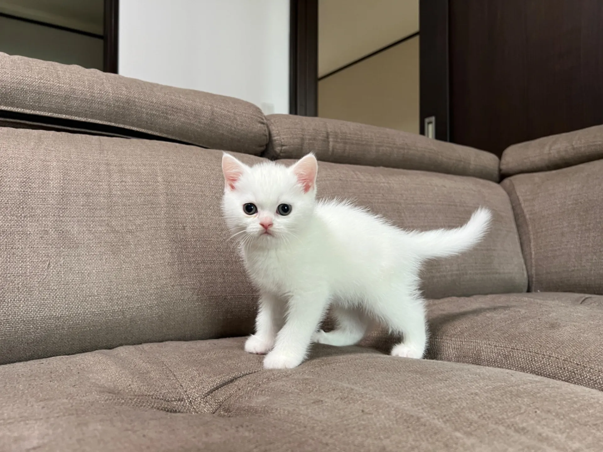 スコティッシュフォールド(5/1)