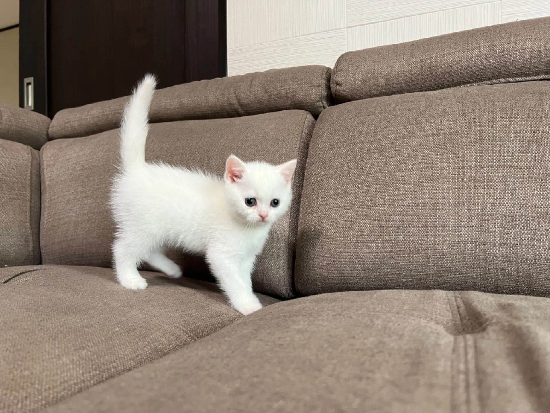 スコティッシュフォールド(5/1)