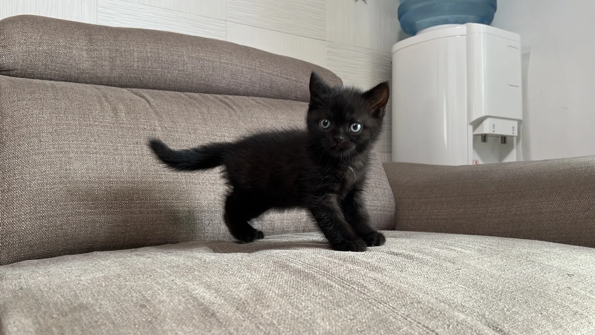 スコティッシュフォールド(5/1)