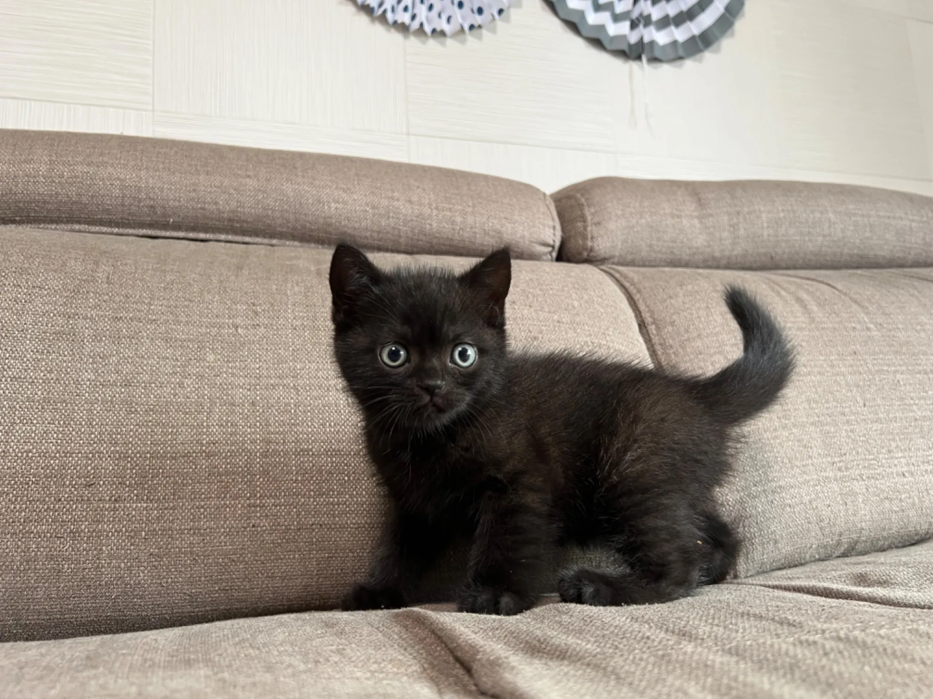 スコティッシュフォールド(5/1)