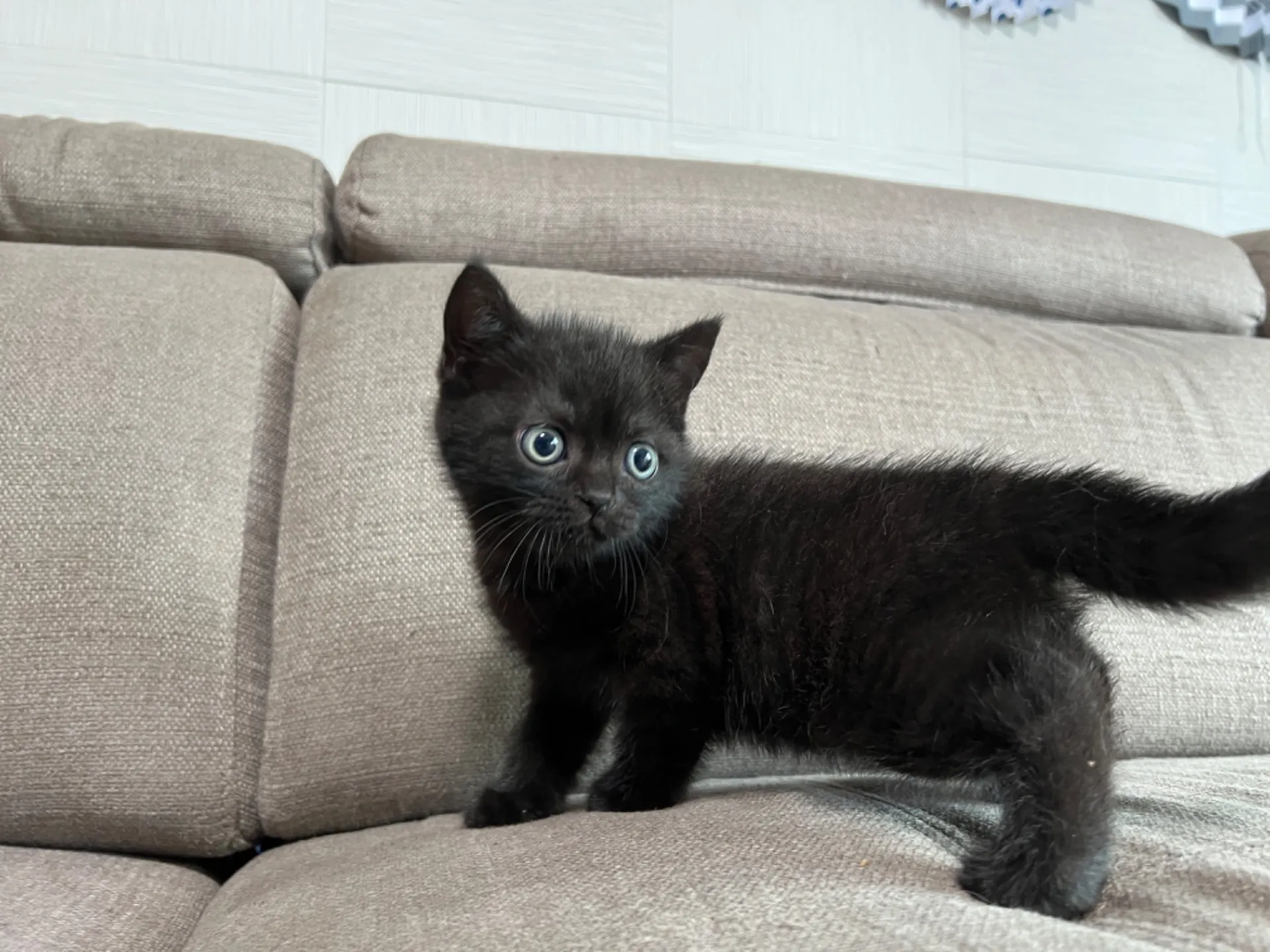 スコティッシュフォールド(5/1)