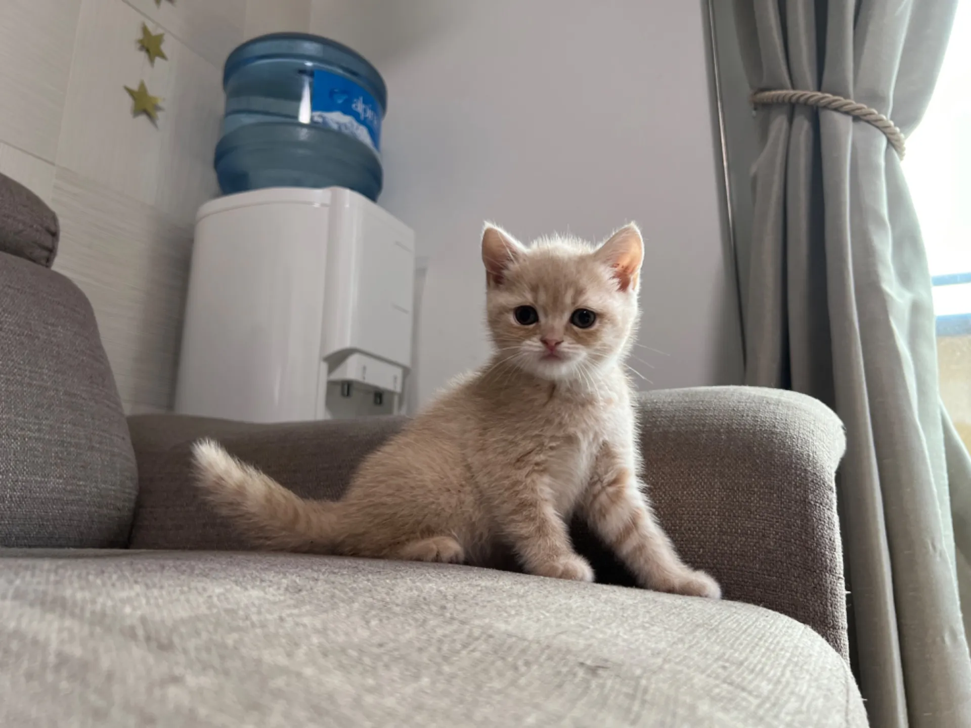 スコティッシュフォールド(5/1)