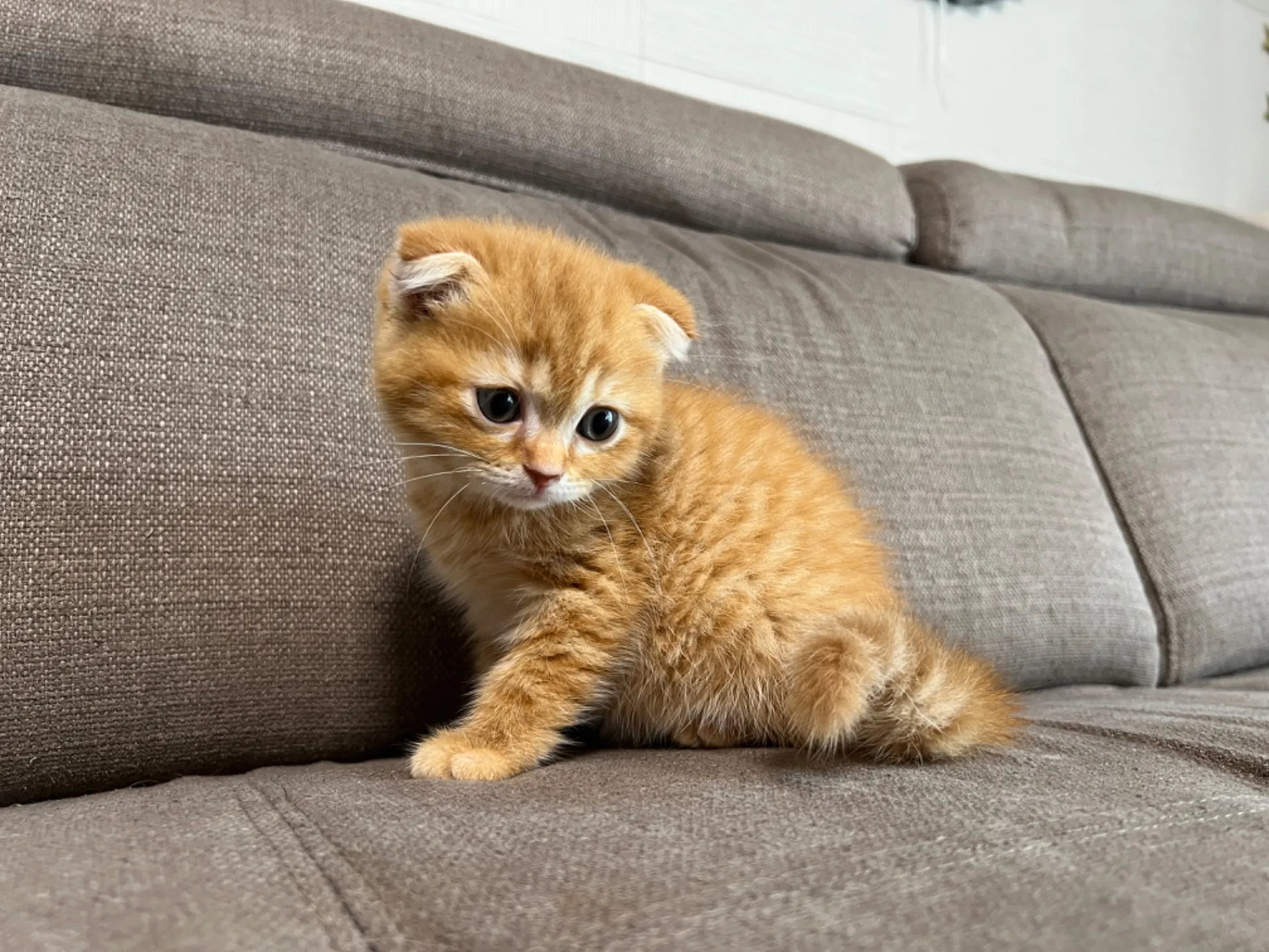 スコティッシュフォールド(4/17)