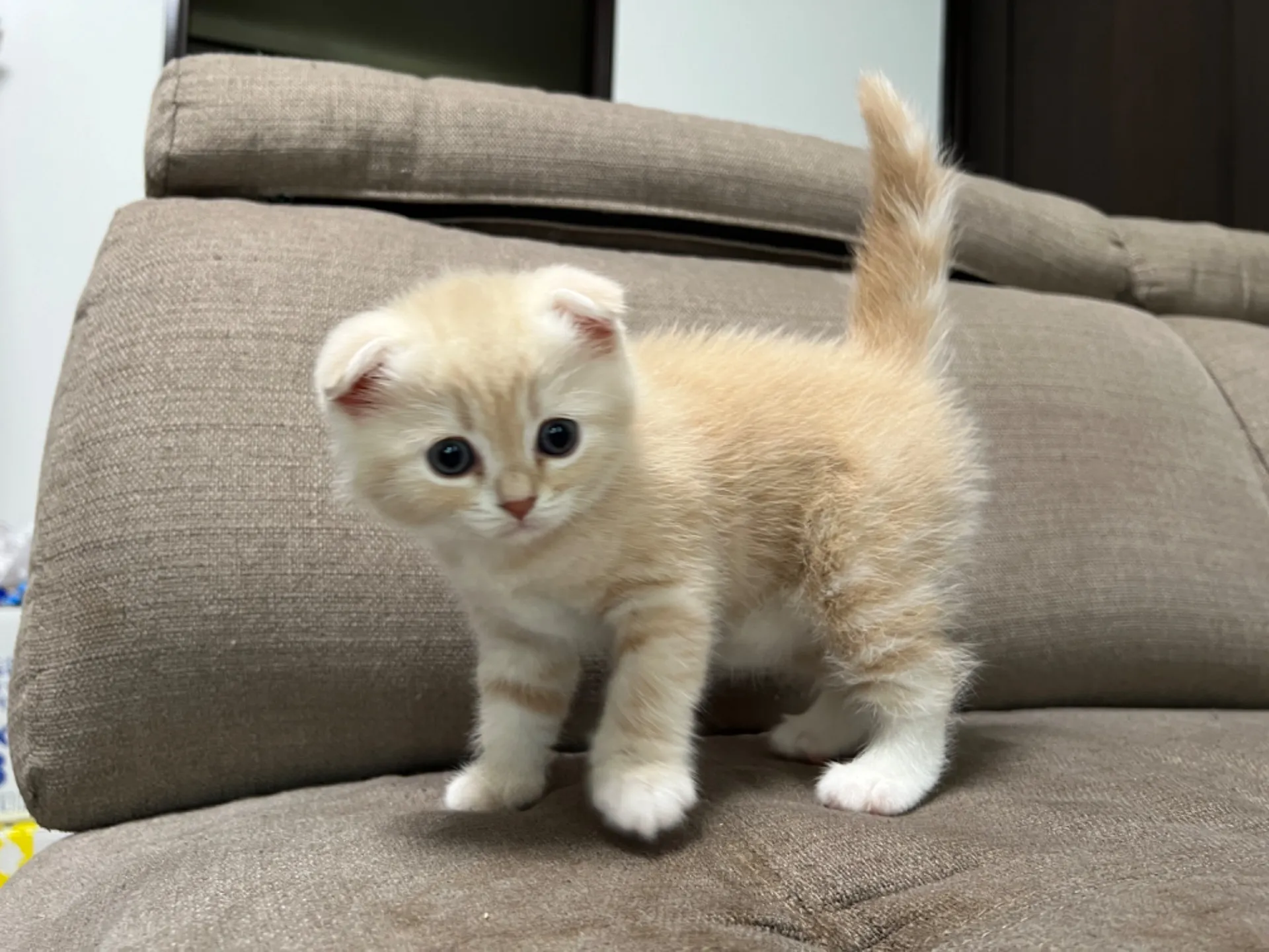 スコティッシュフォールド(7/27)