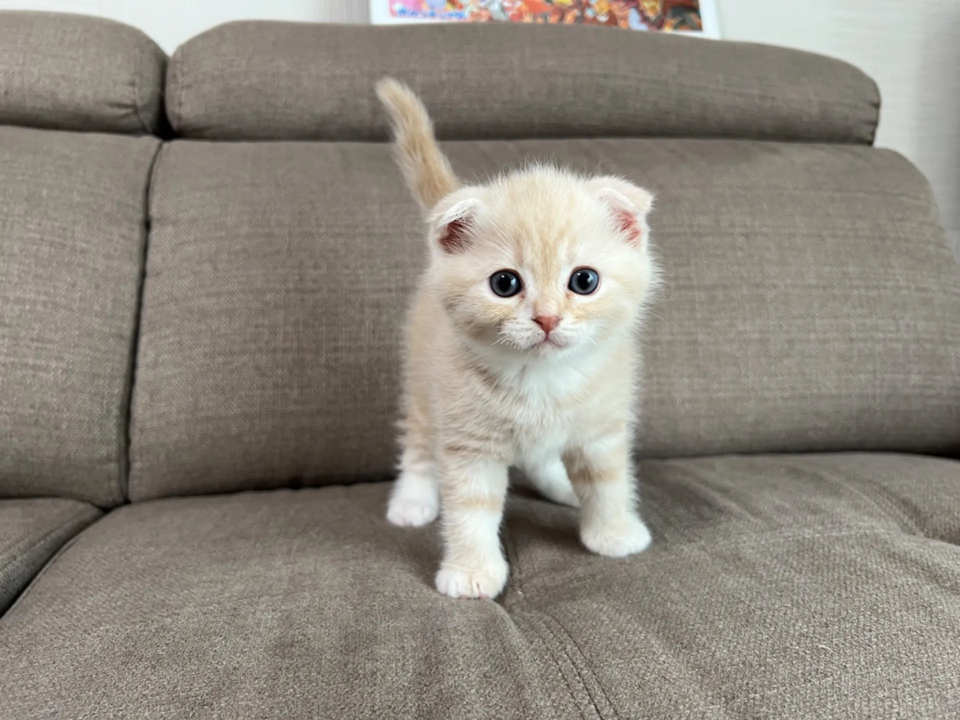 スコティッシュフォールド(7/27)