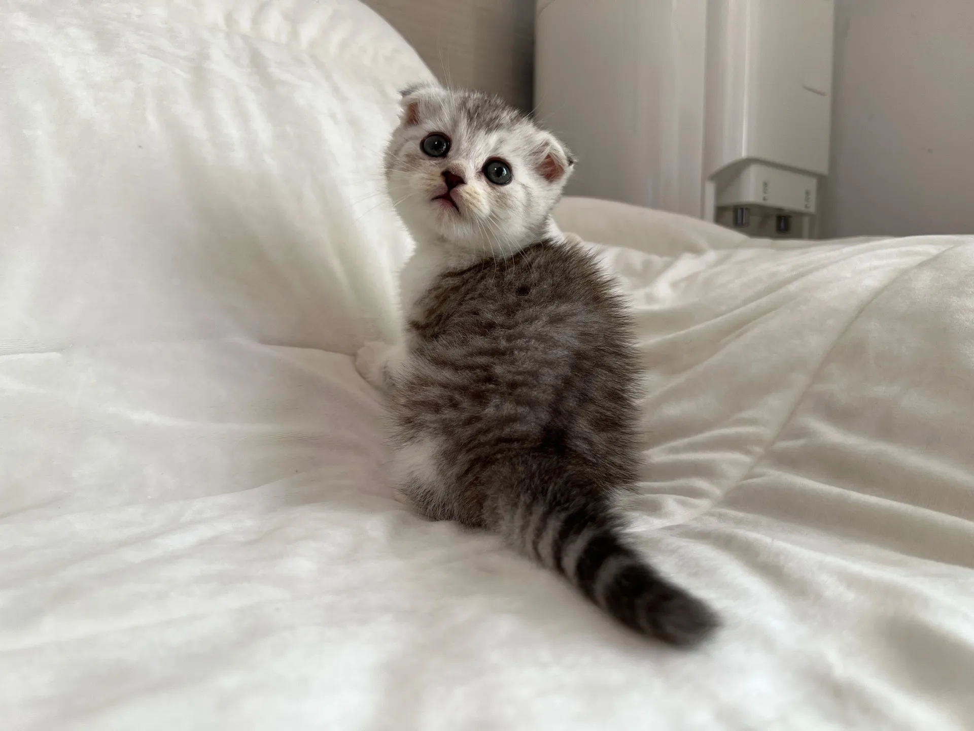 スコティッシュフォールド(9/19)