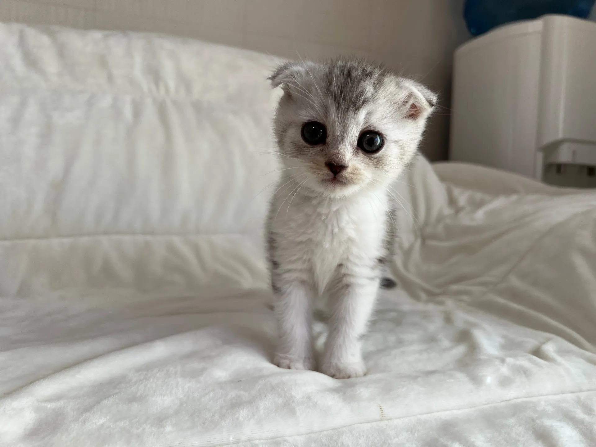 スコティッシュフォールド(9/19)