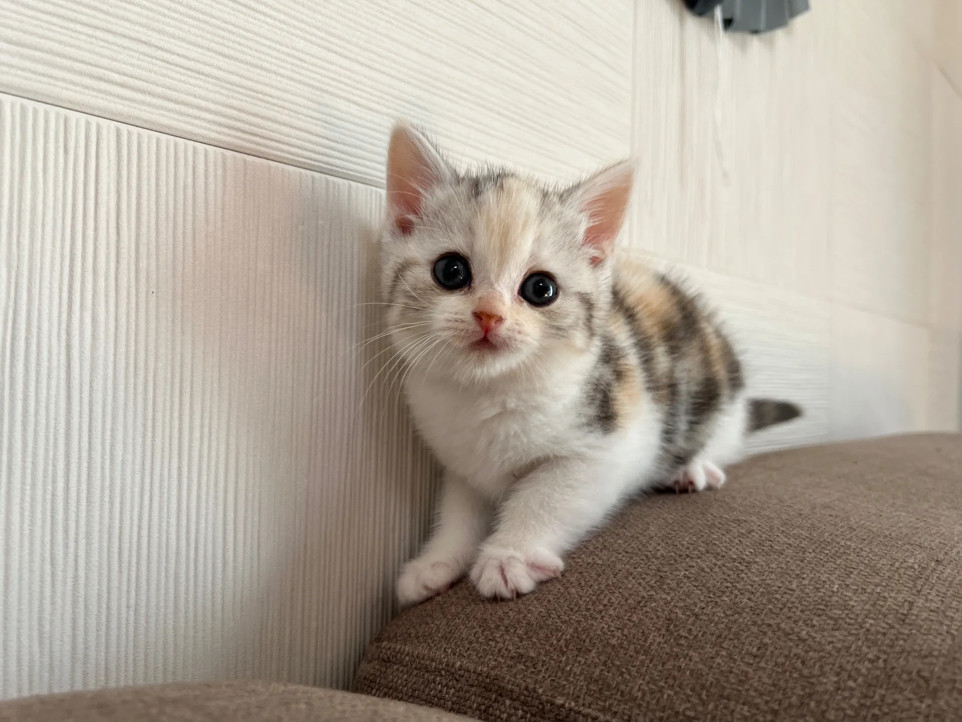 スコティッシュフォールド(9/19)