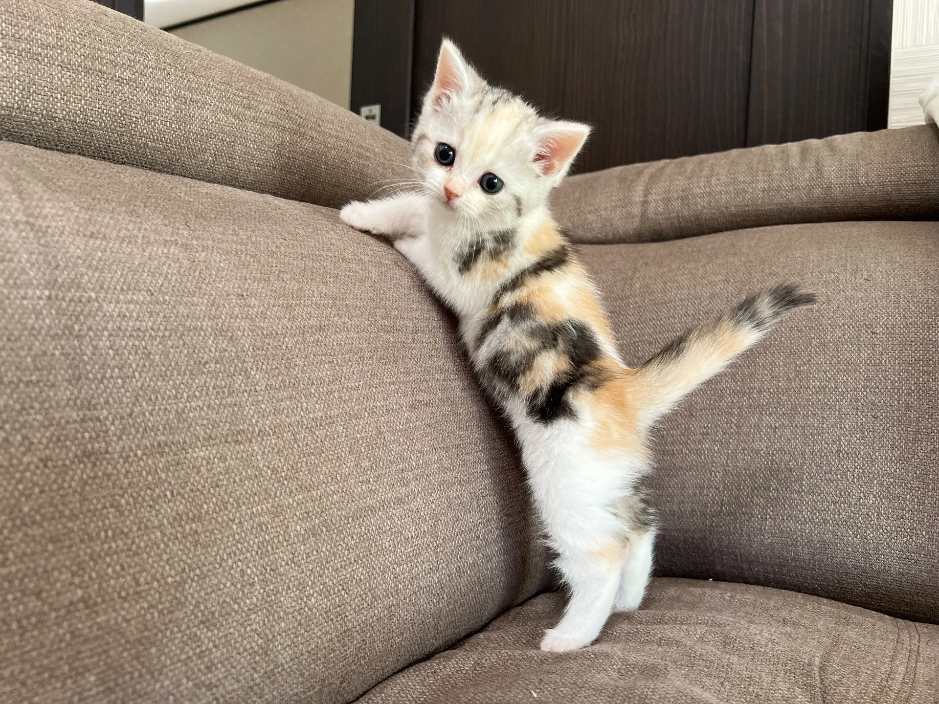 スコティッシュフォールド(9/19)