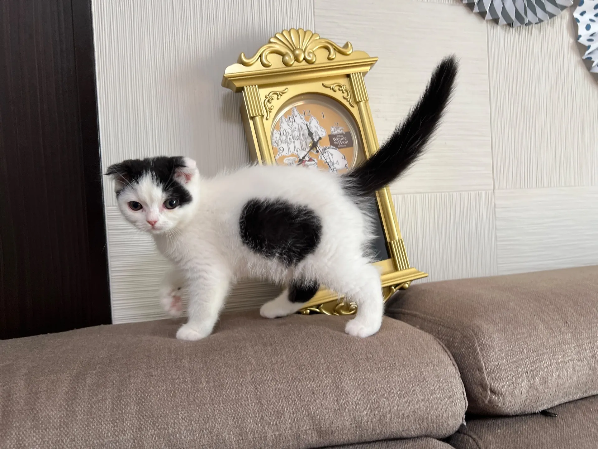 スコティッシュフォールド(8/14)