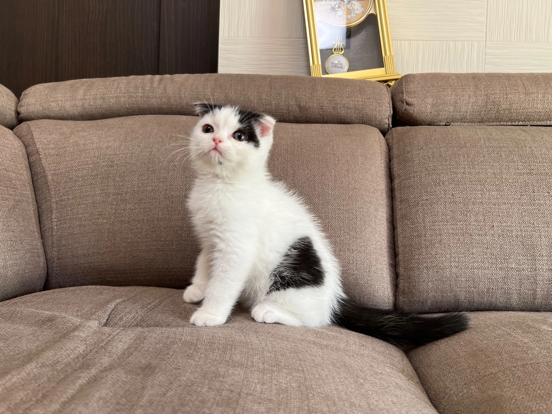 スコティッシュフォールド(8/14)