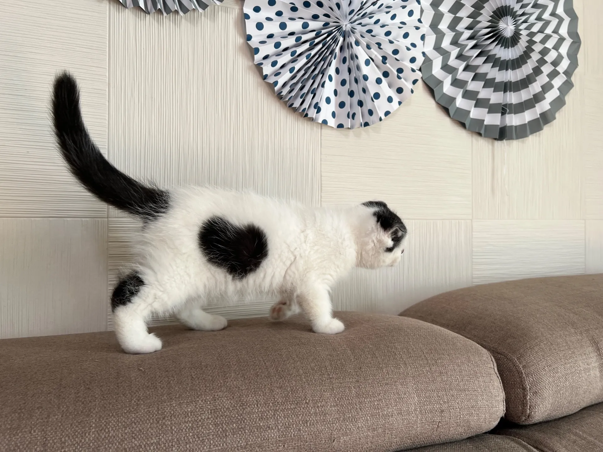 スコティッシュフォールド(8/14)