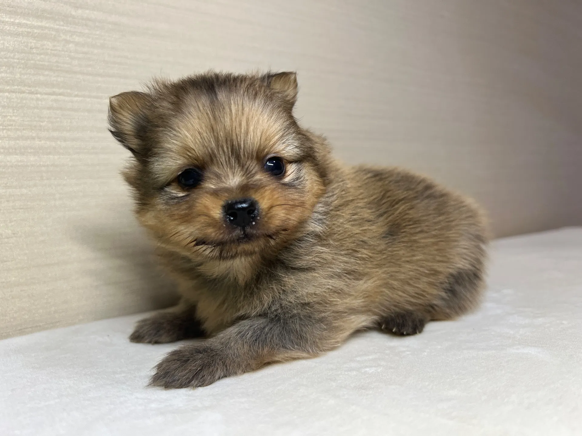 ポメラニアン(11/24)