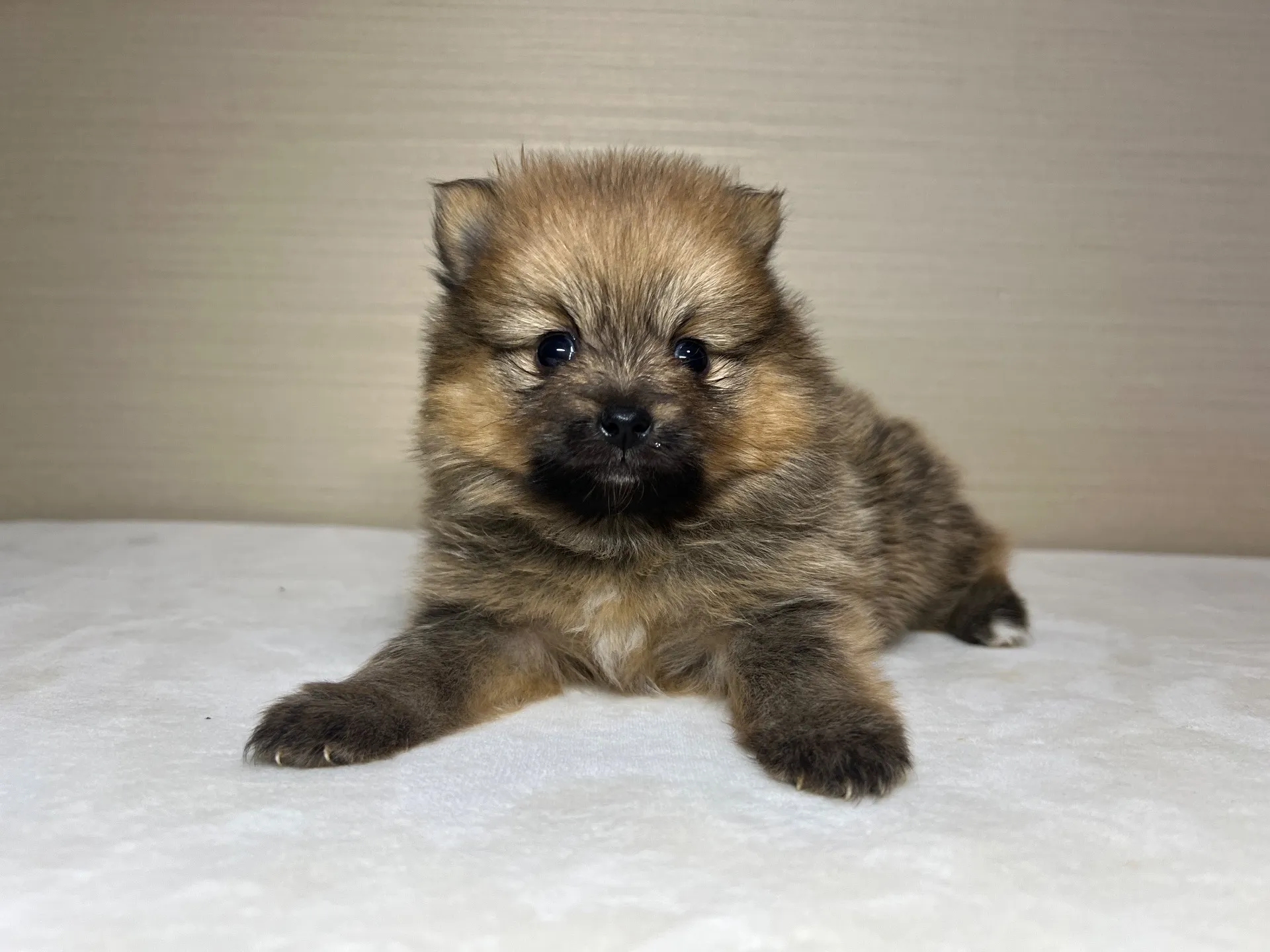 ポメラニアン(11/24)