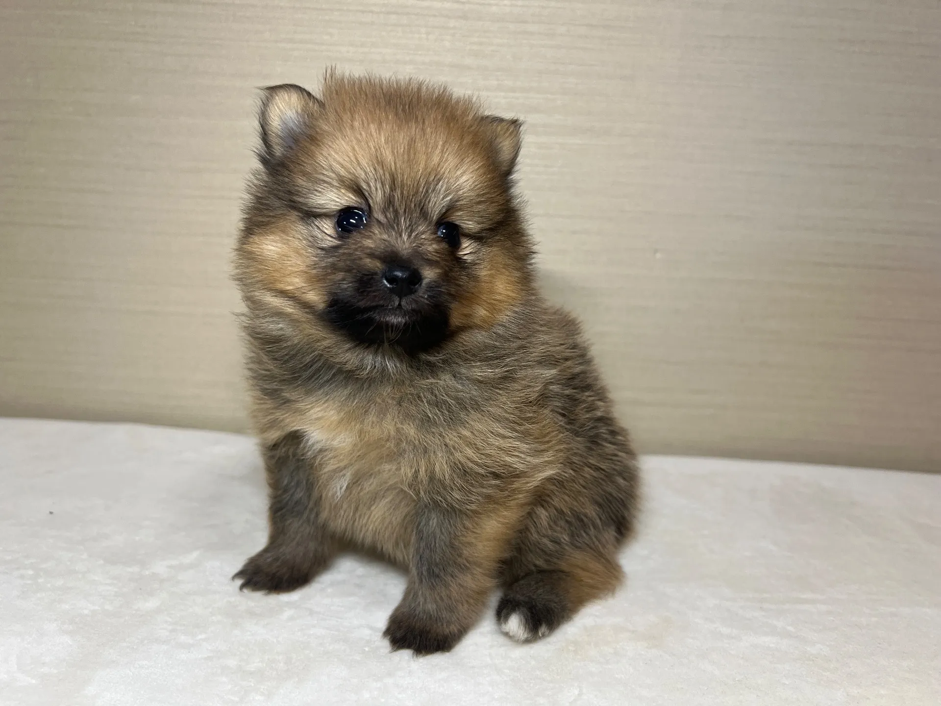 ポメラニアン(11/24)