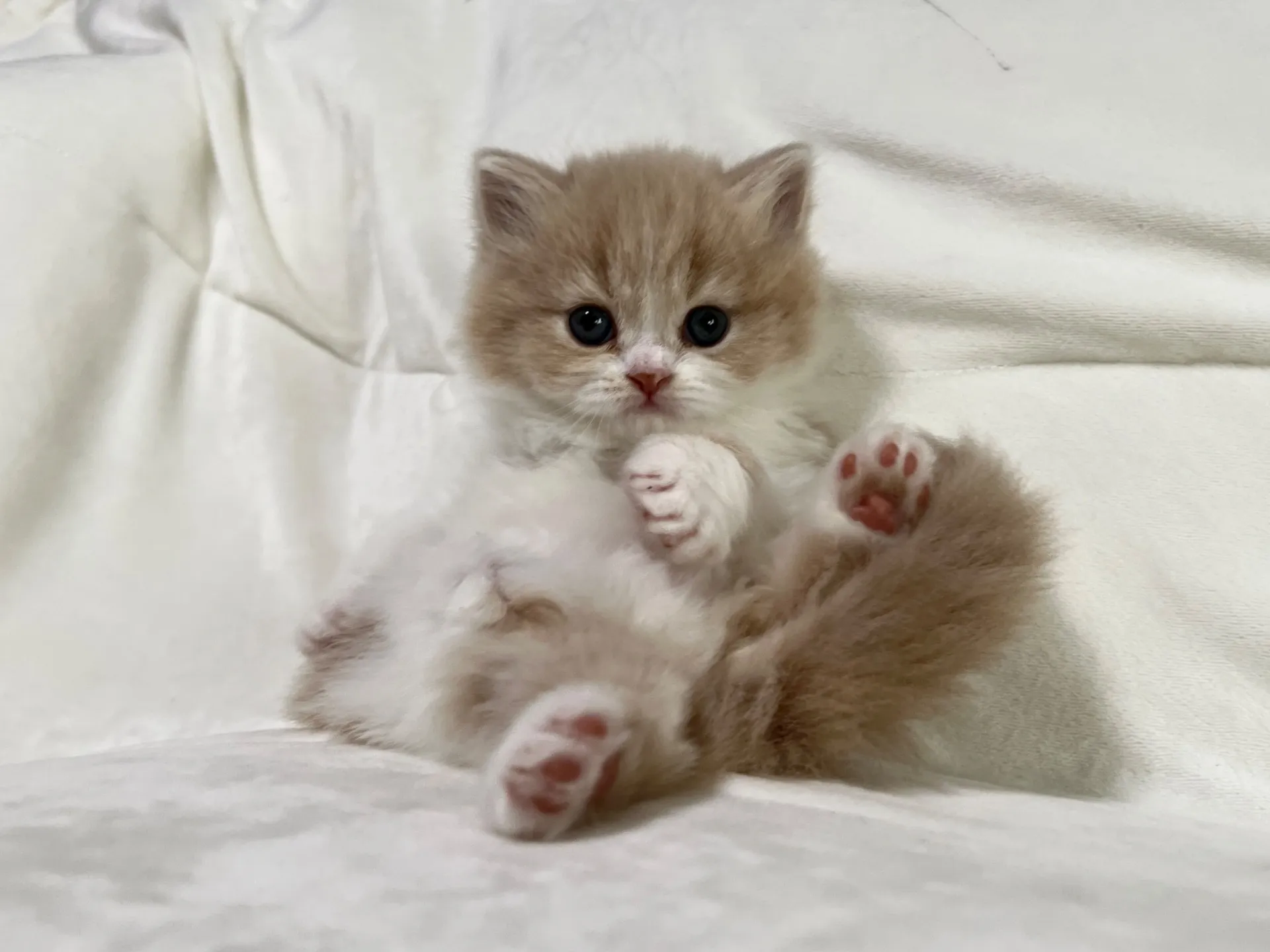 スコティッシュフォールド(12/20)