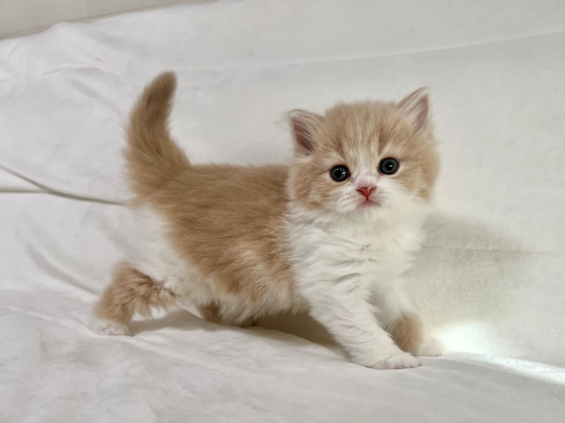 スコティッシュフォールド(12/20)