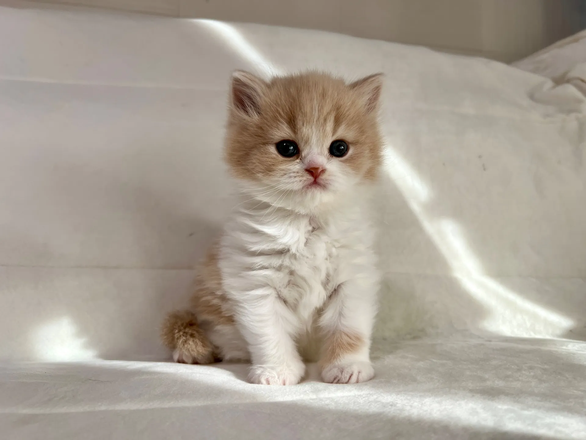 スコティッシュフォールド(12/20)