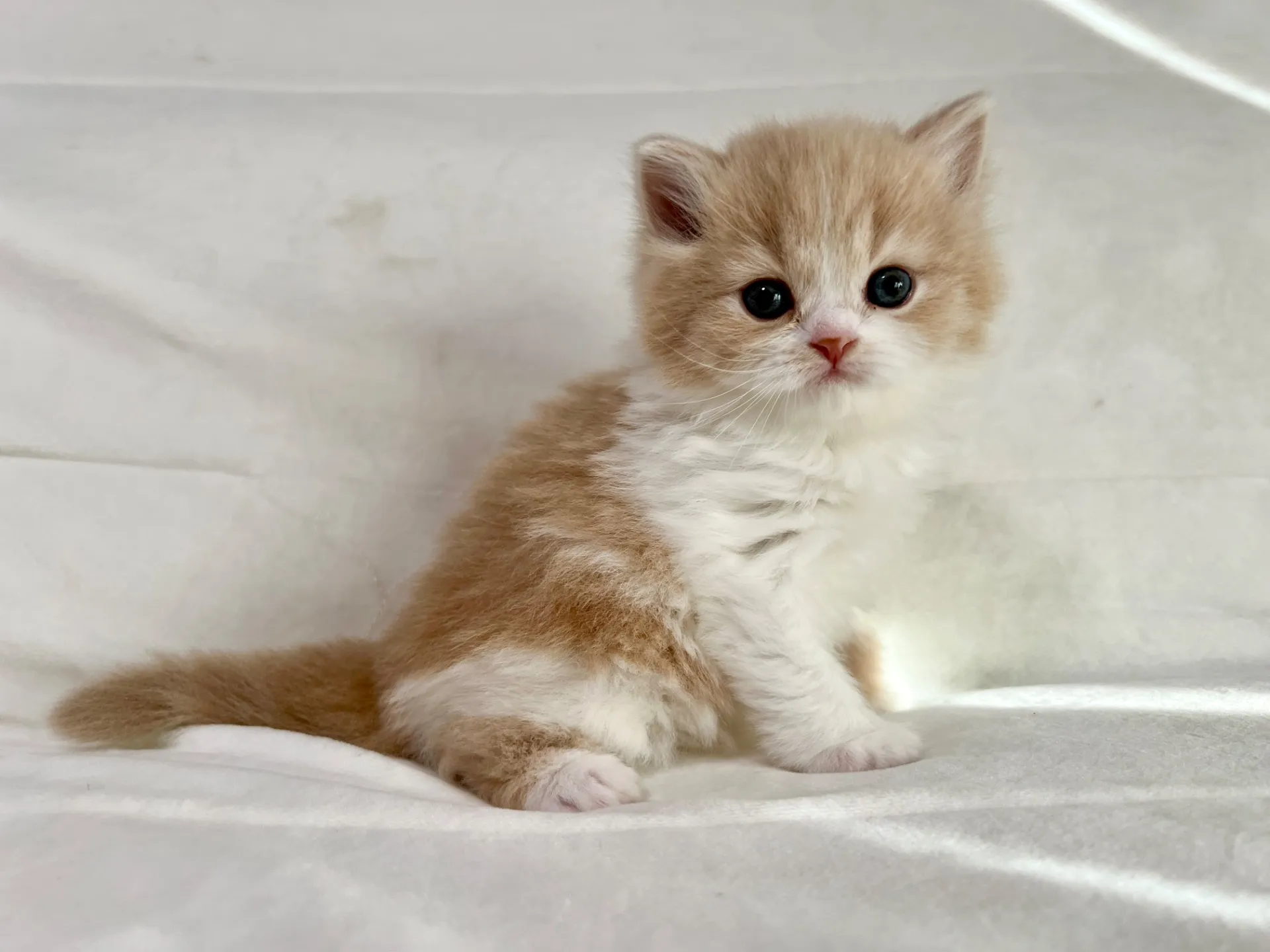 スコティッシュフォールド(12/20)