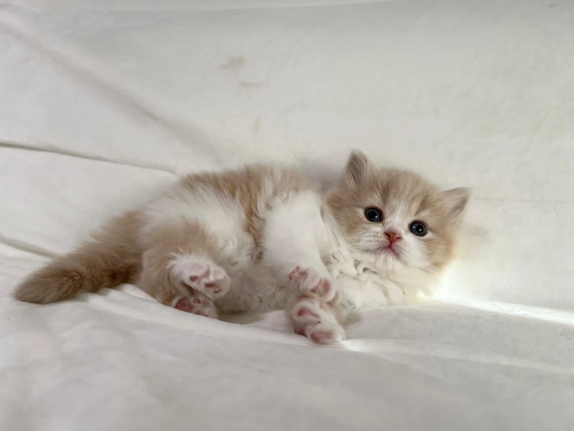 スコティッシュフォールド(12/20)