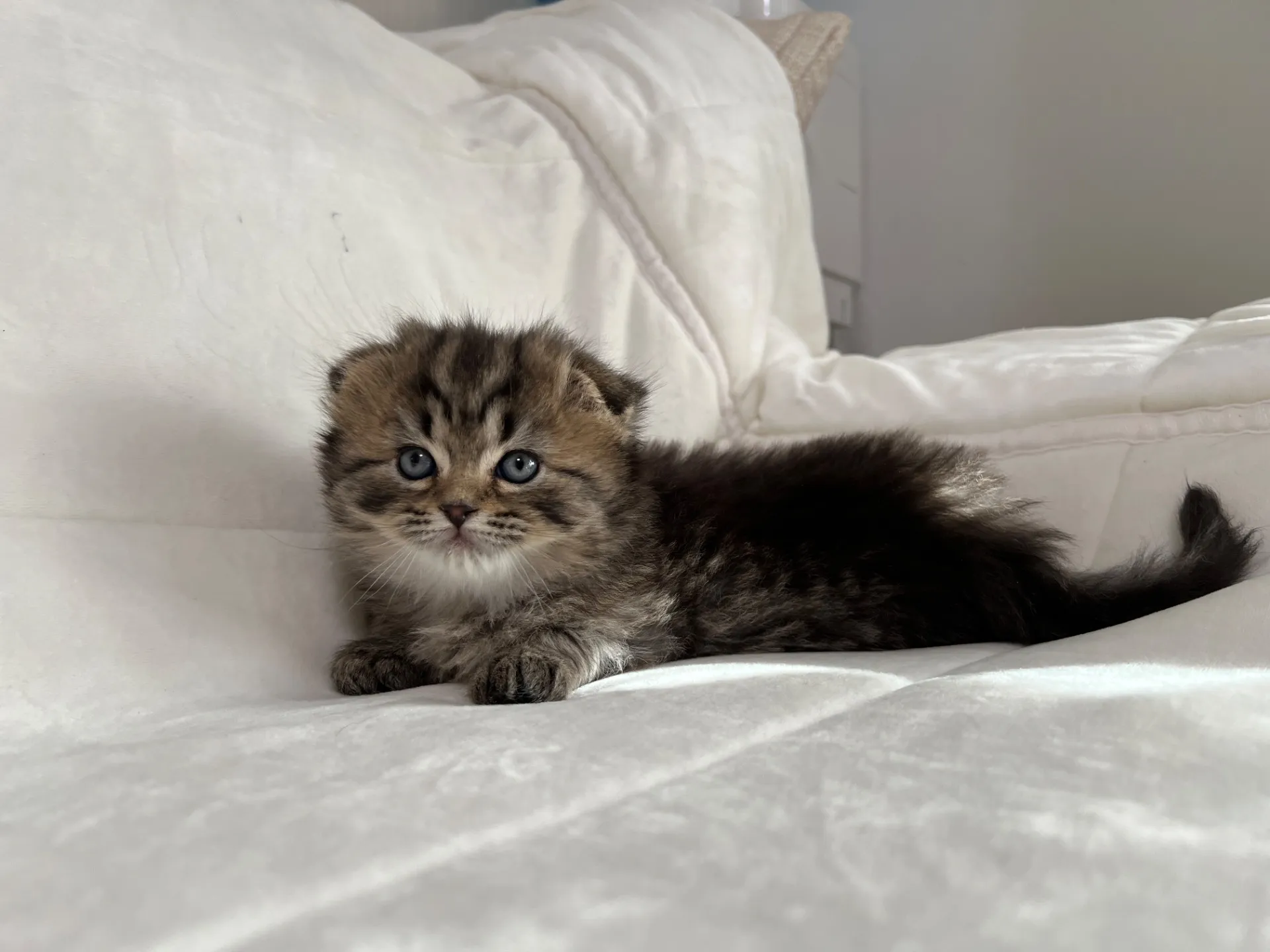 スコティッシュフォールド(12/16)