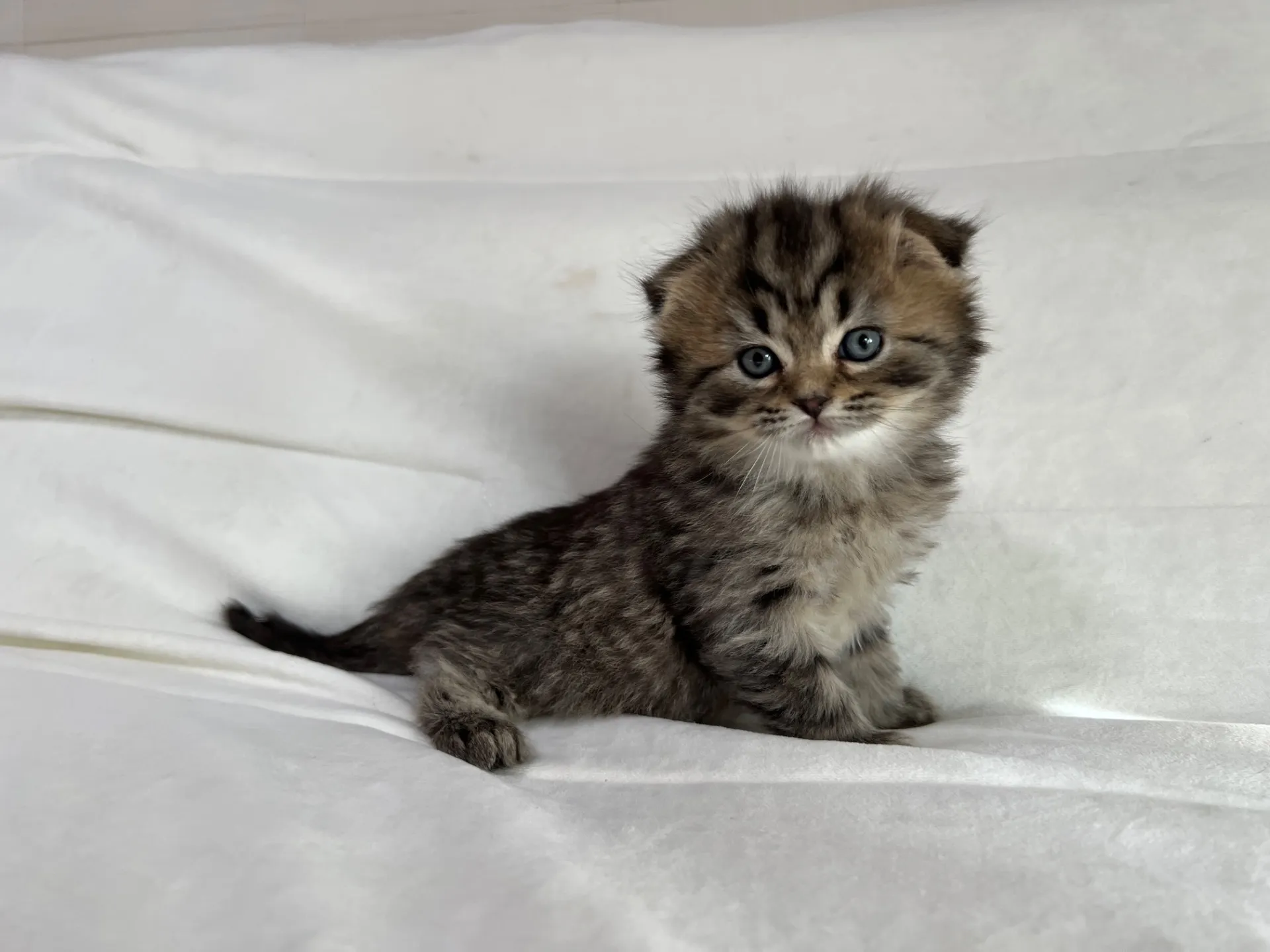 スコティッシュフォールド(12/16)