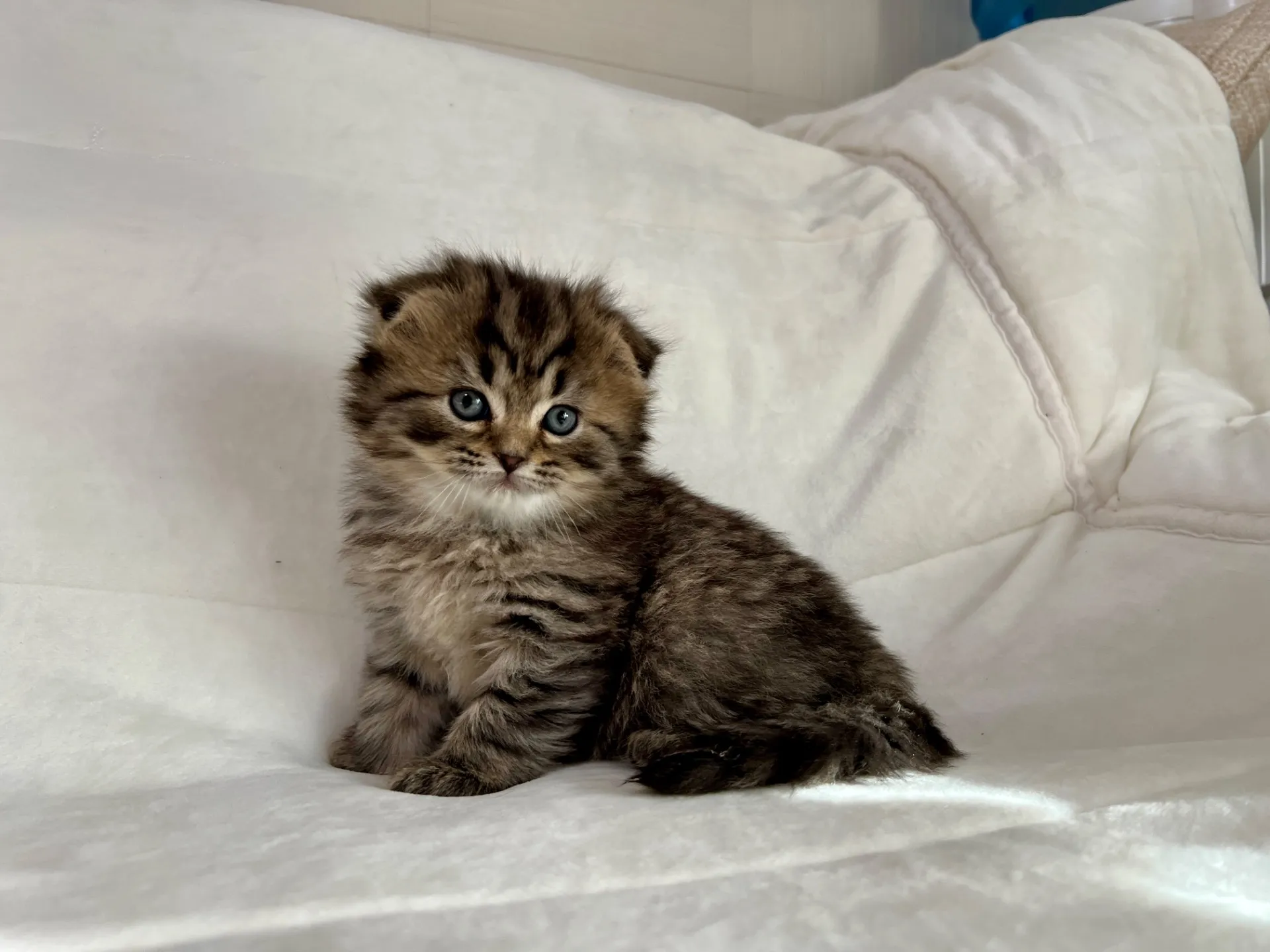 スコティッシュフォールド(12/16)