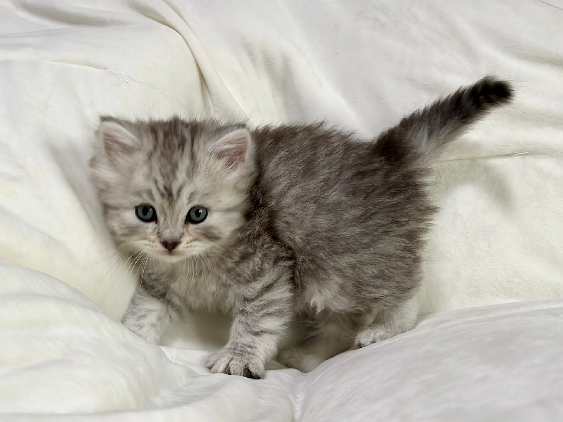 スコティッシュフォールド(12/16)